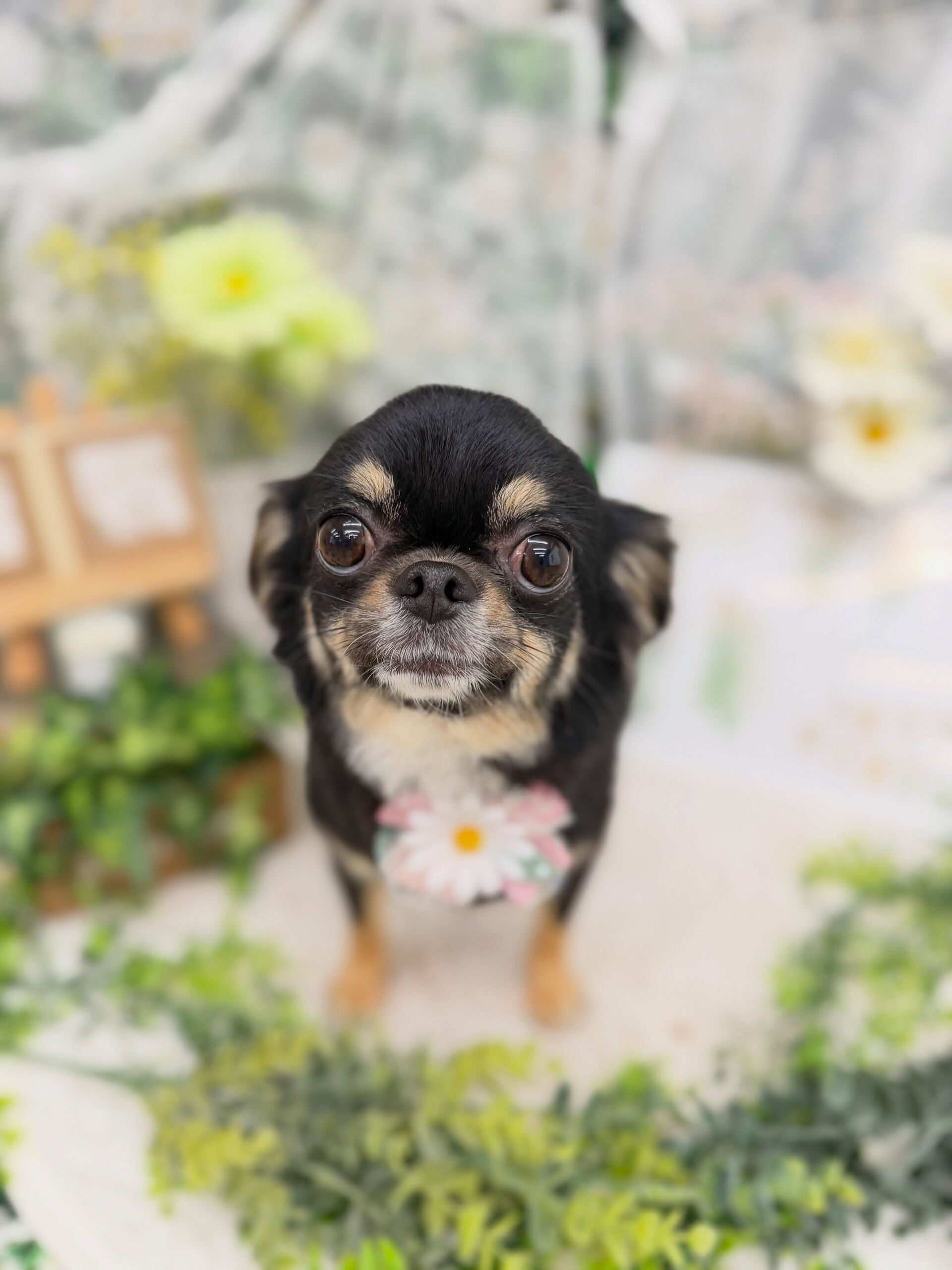 チワワ♡