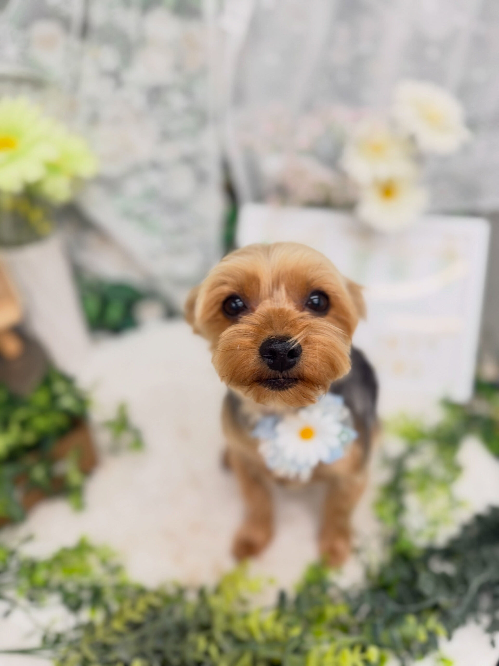 ヨーキー♡サマーカット