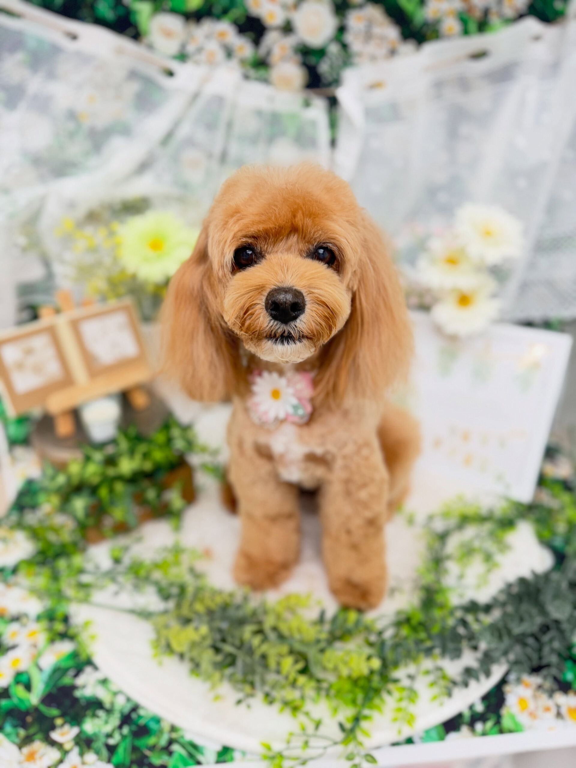 プーリア♡