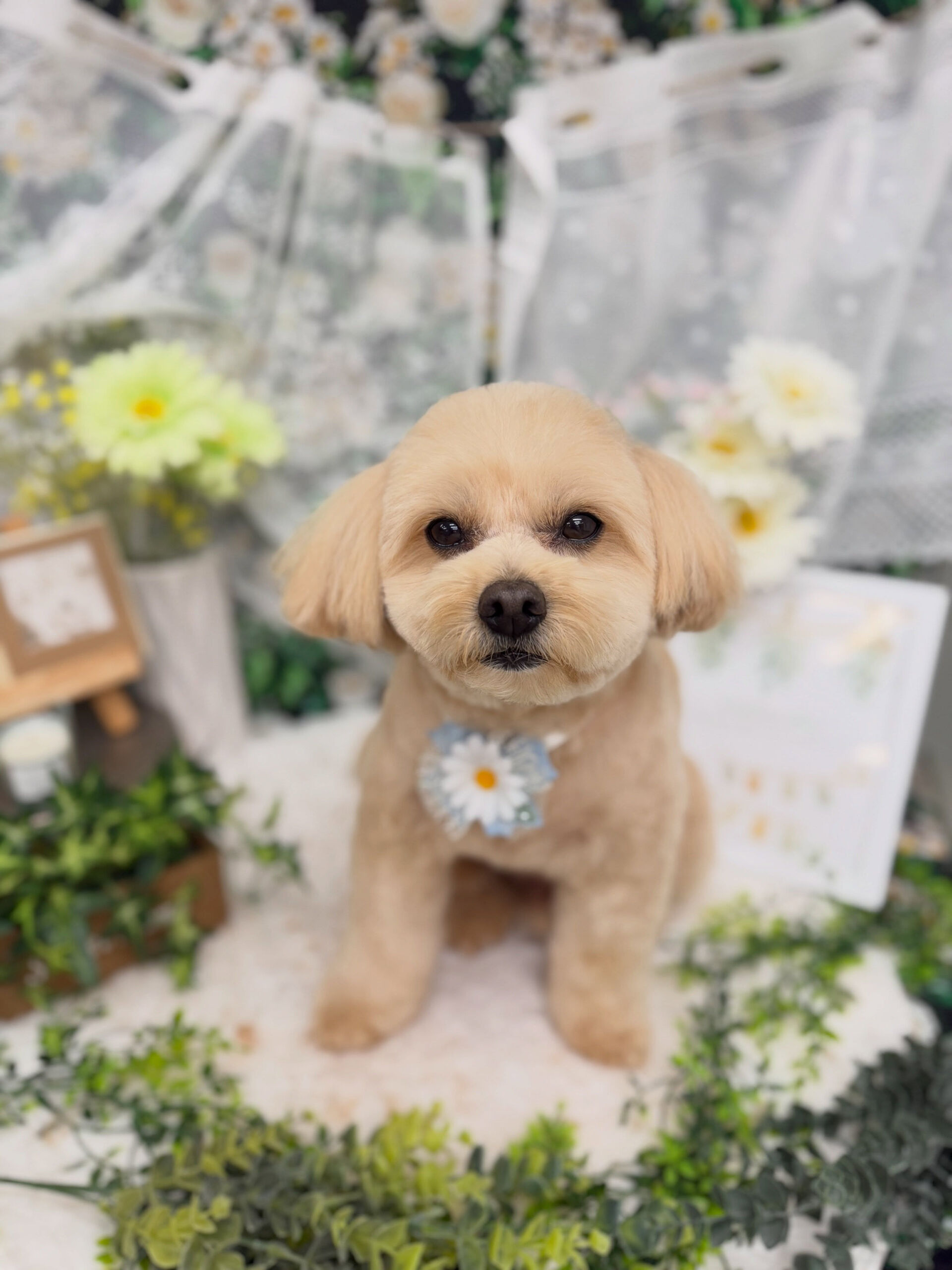 ポメプー♡サマーカット