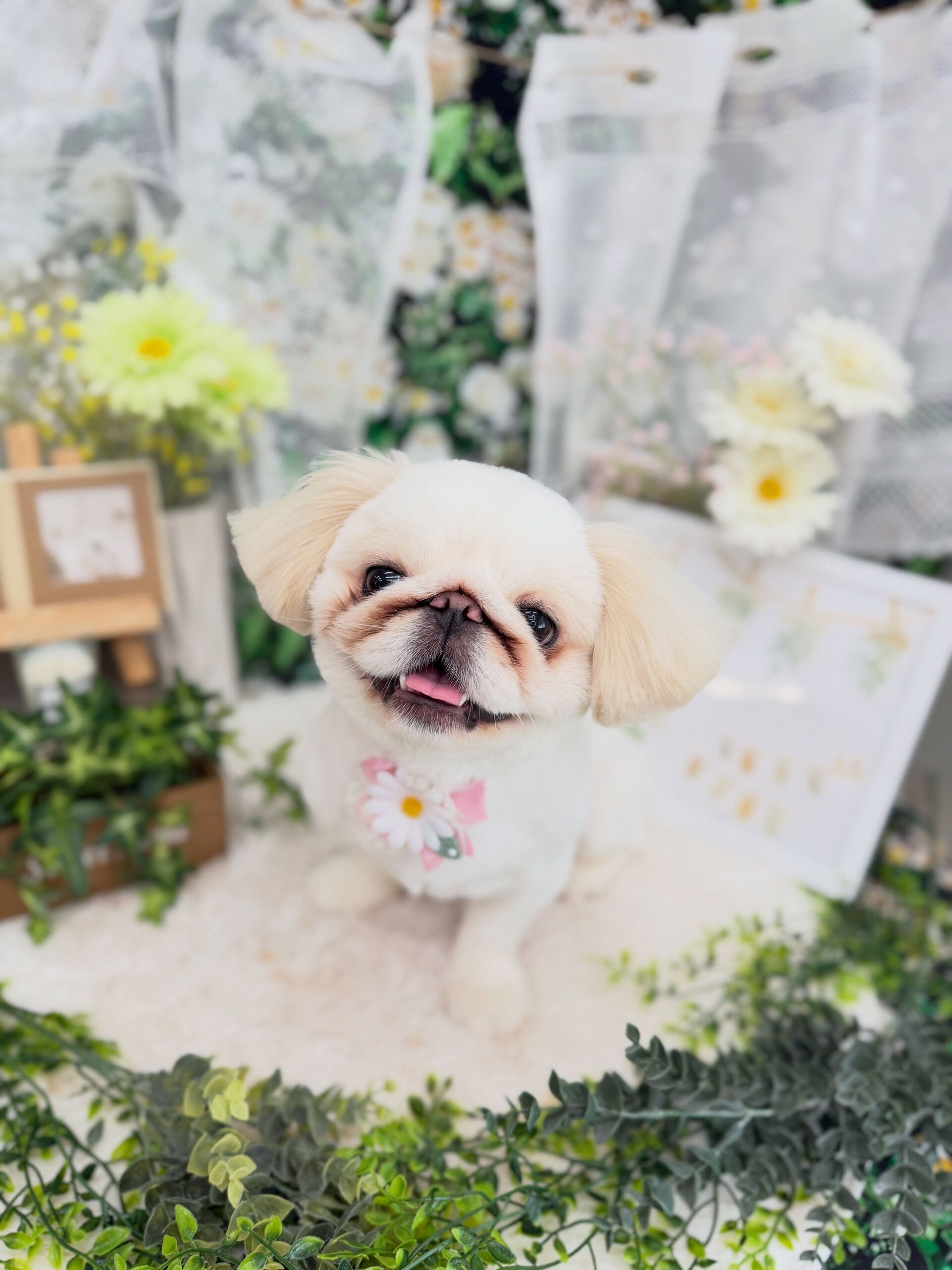 ペキパグ♡