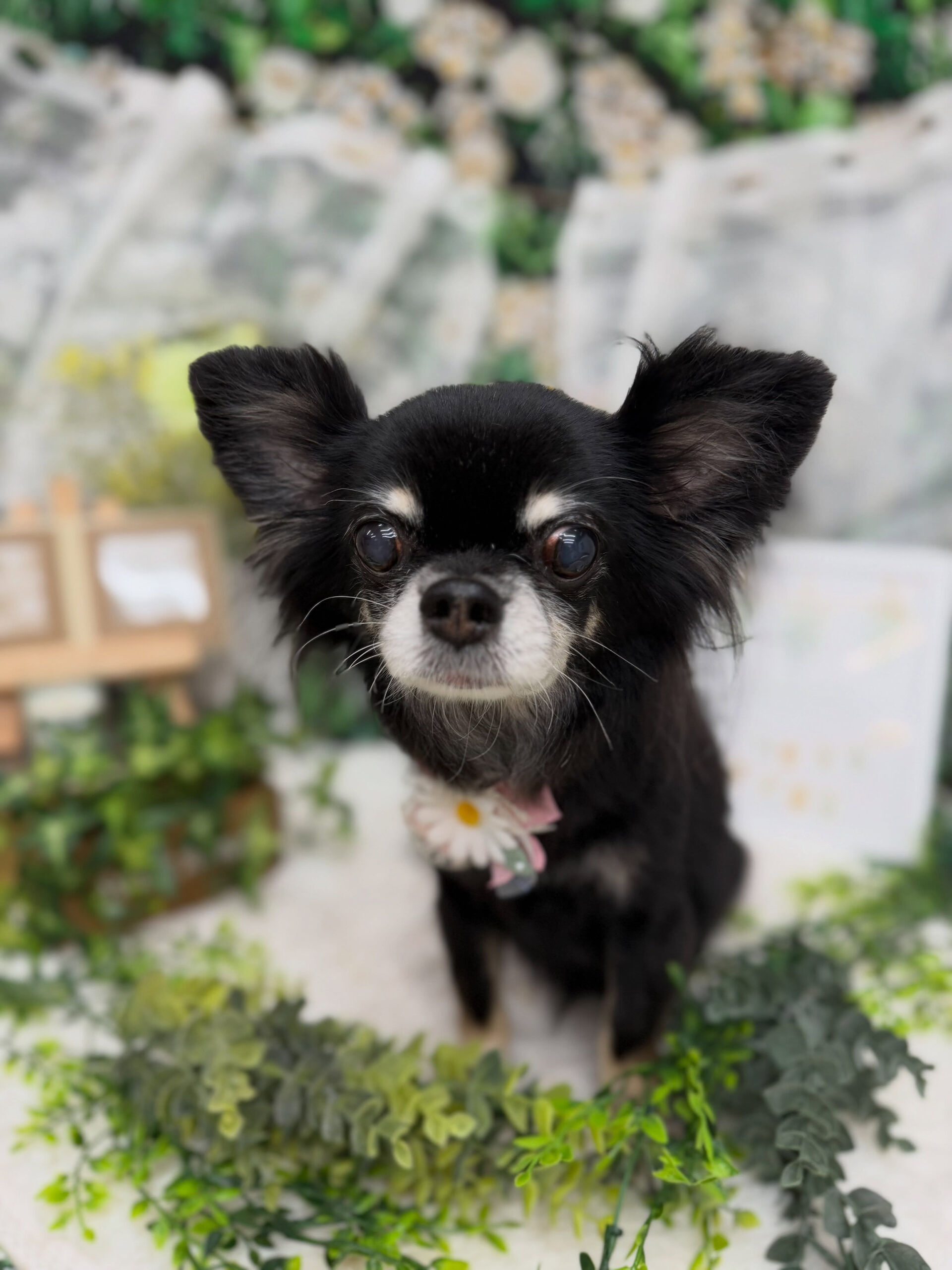 チワワ♡
