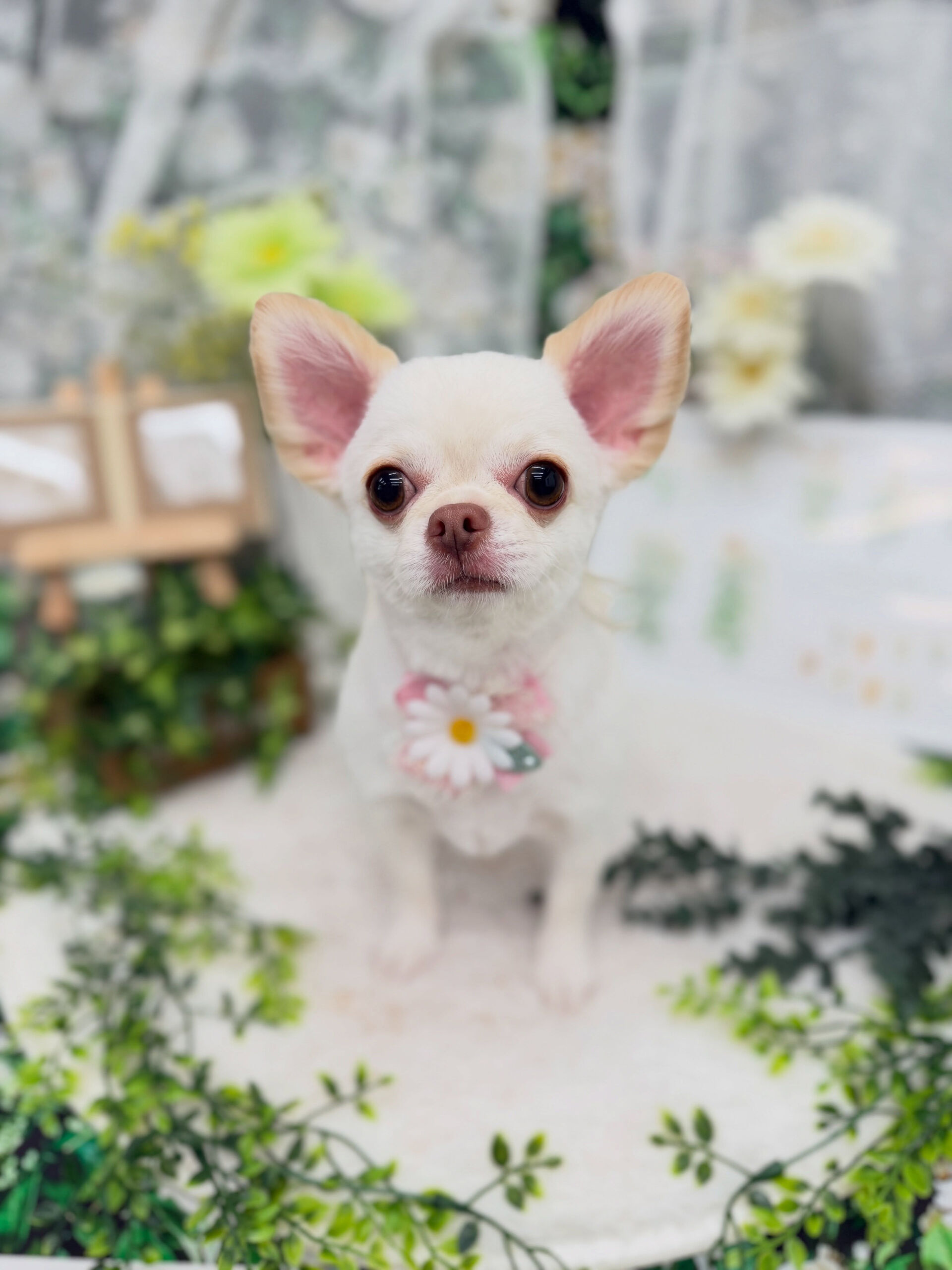 チワワ♡柴犬カット