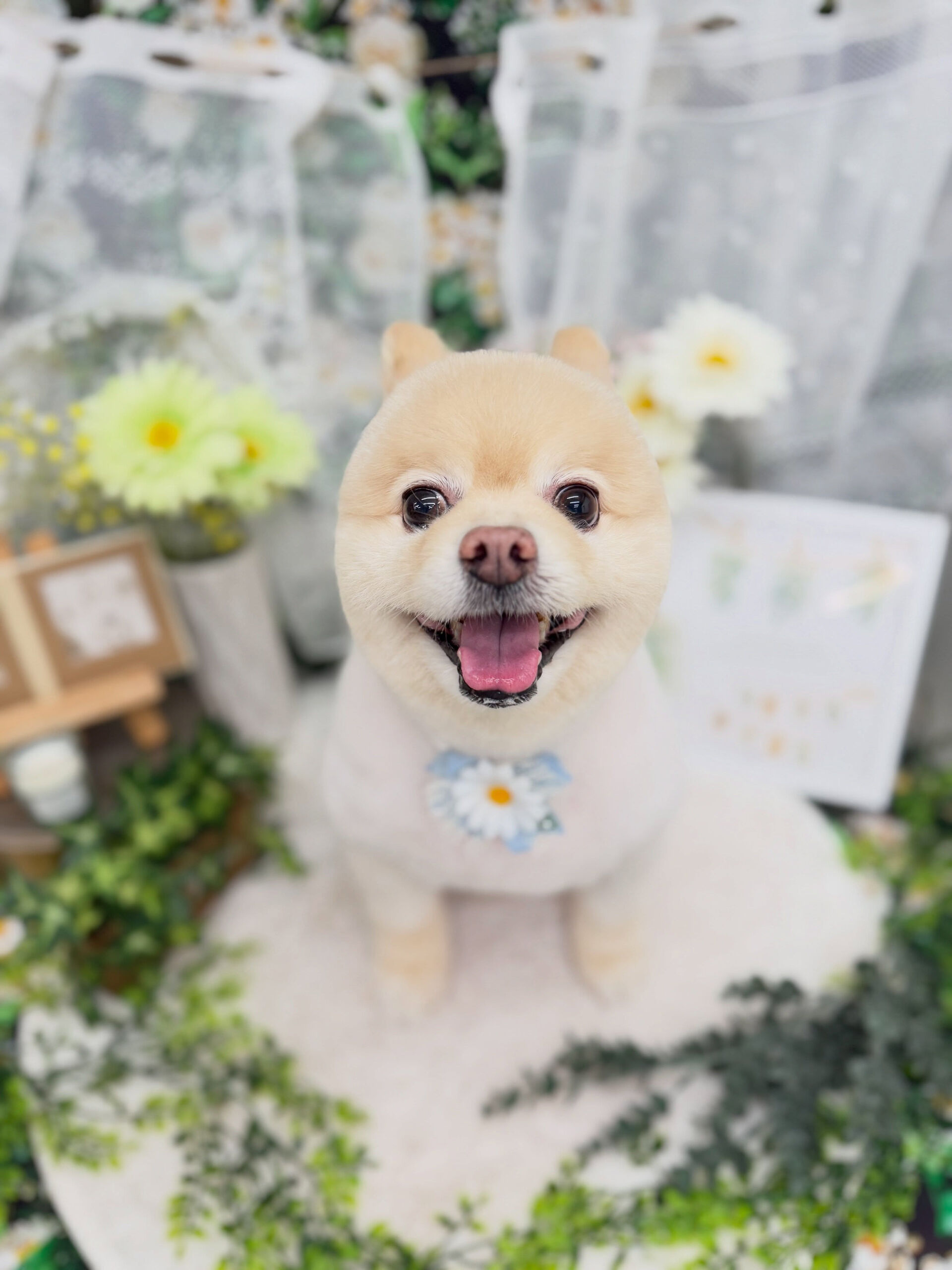 ポメラニアン♡柴犬カット