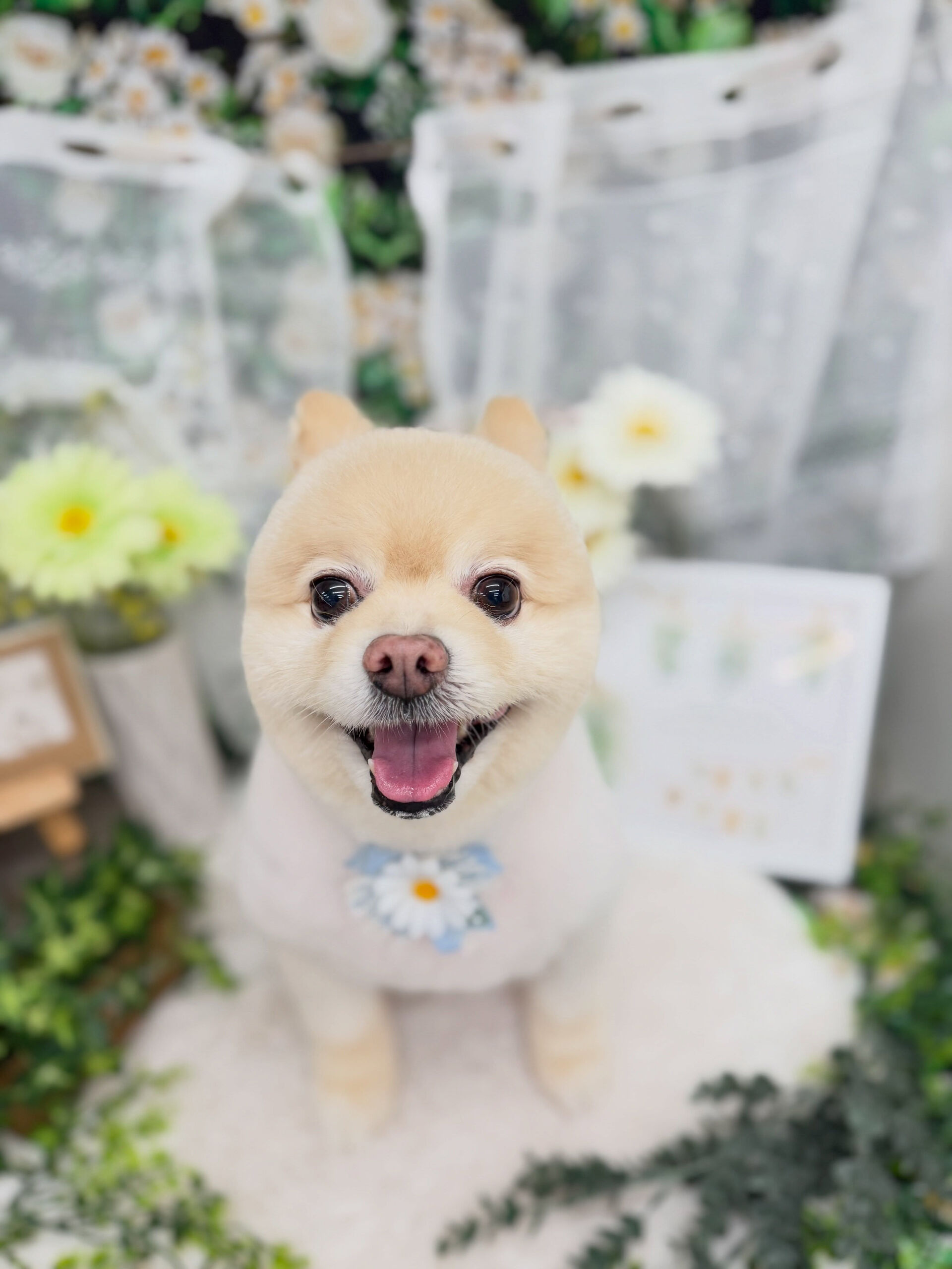 ポメラニアン♡柴犬カット
