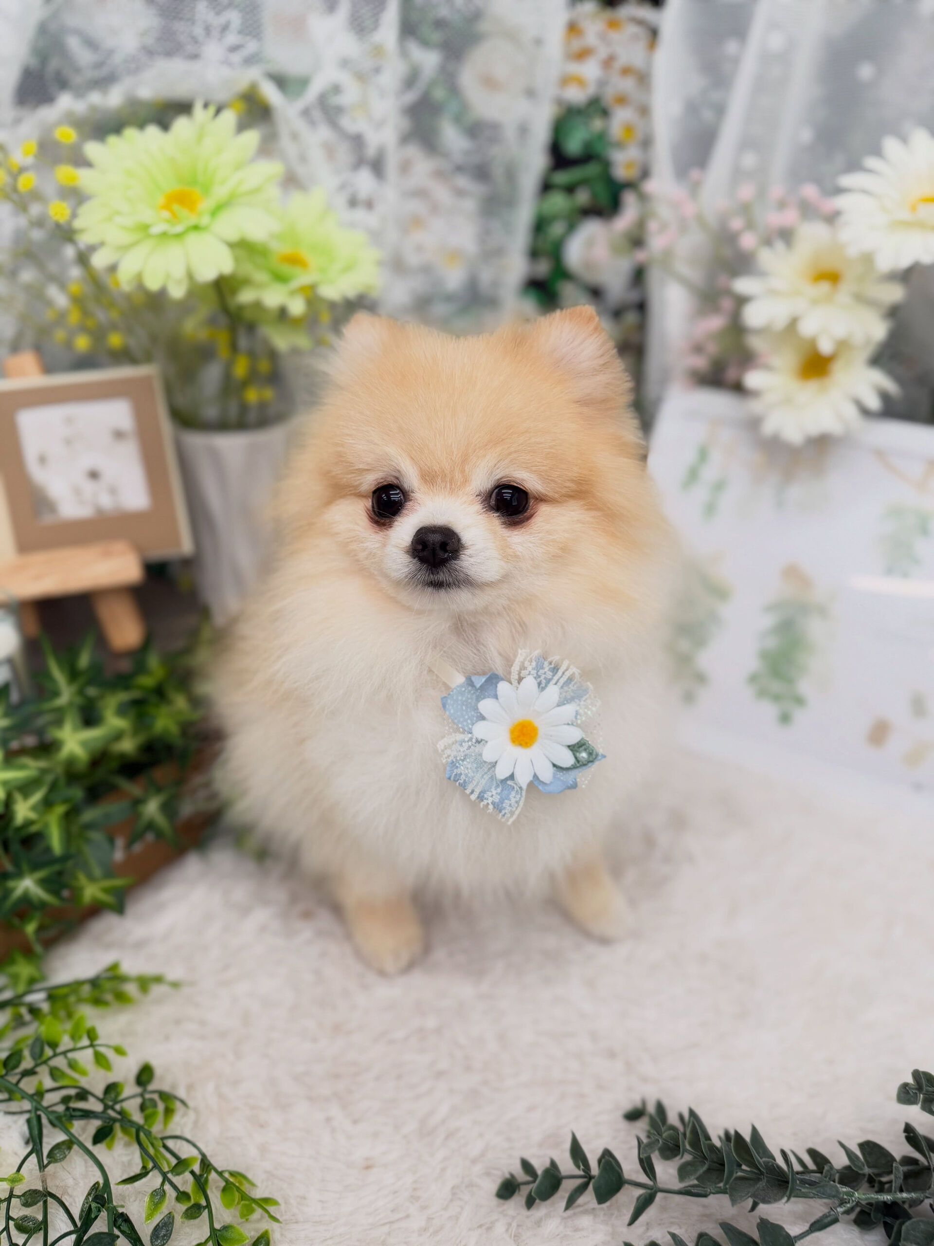 ポメラニアン♡
