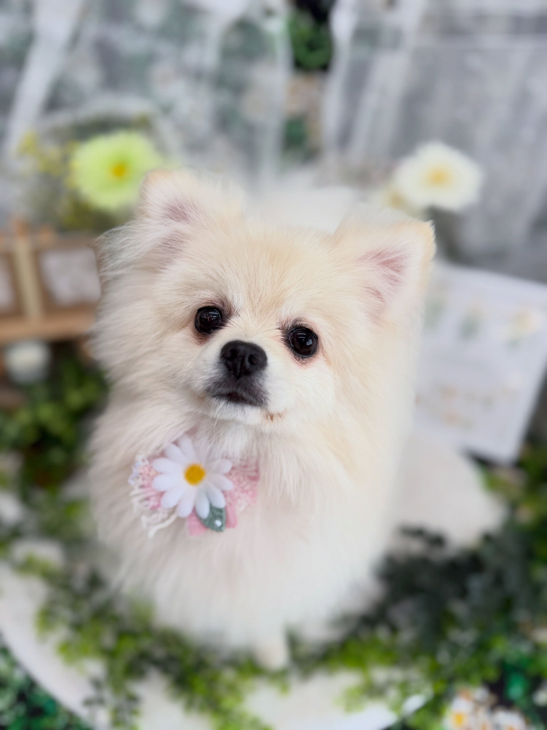 ポメラニアン♡