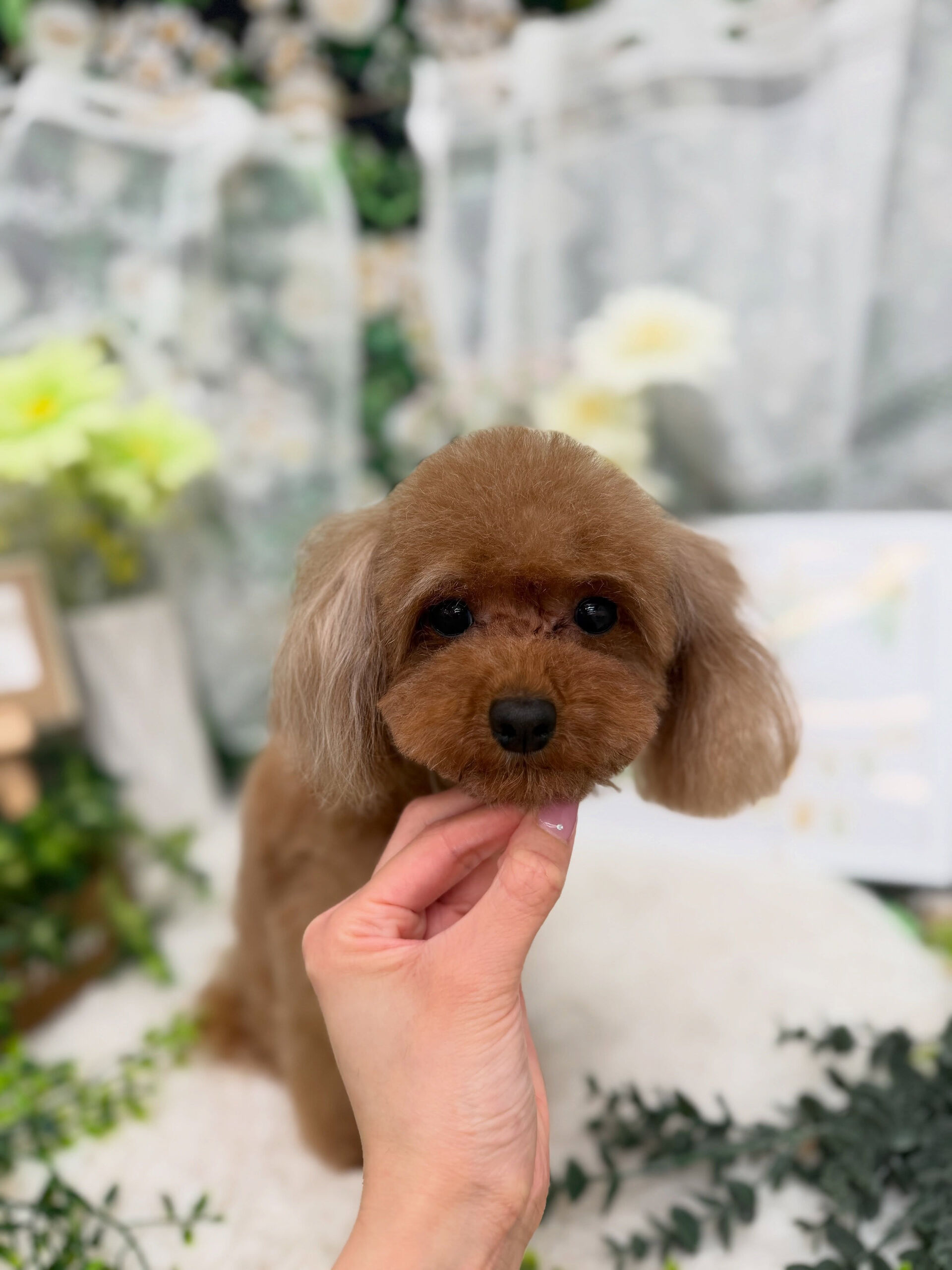 トイプードル♡ベアカット