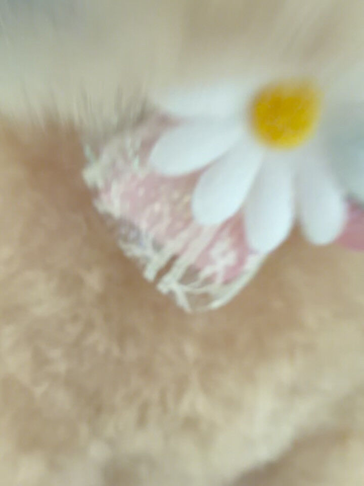 トイプードル♡ベアカット