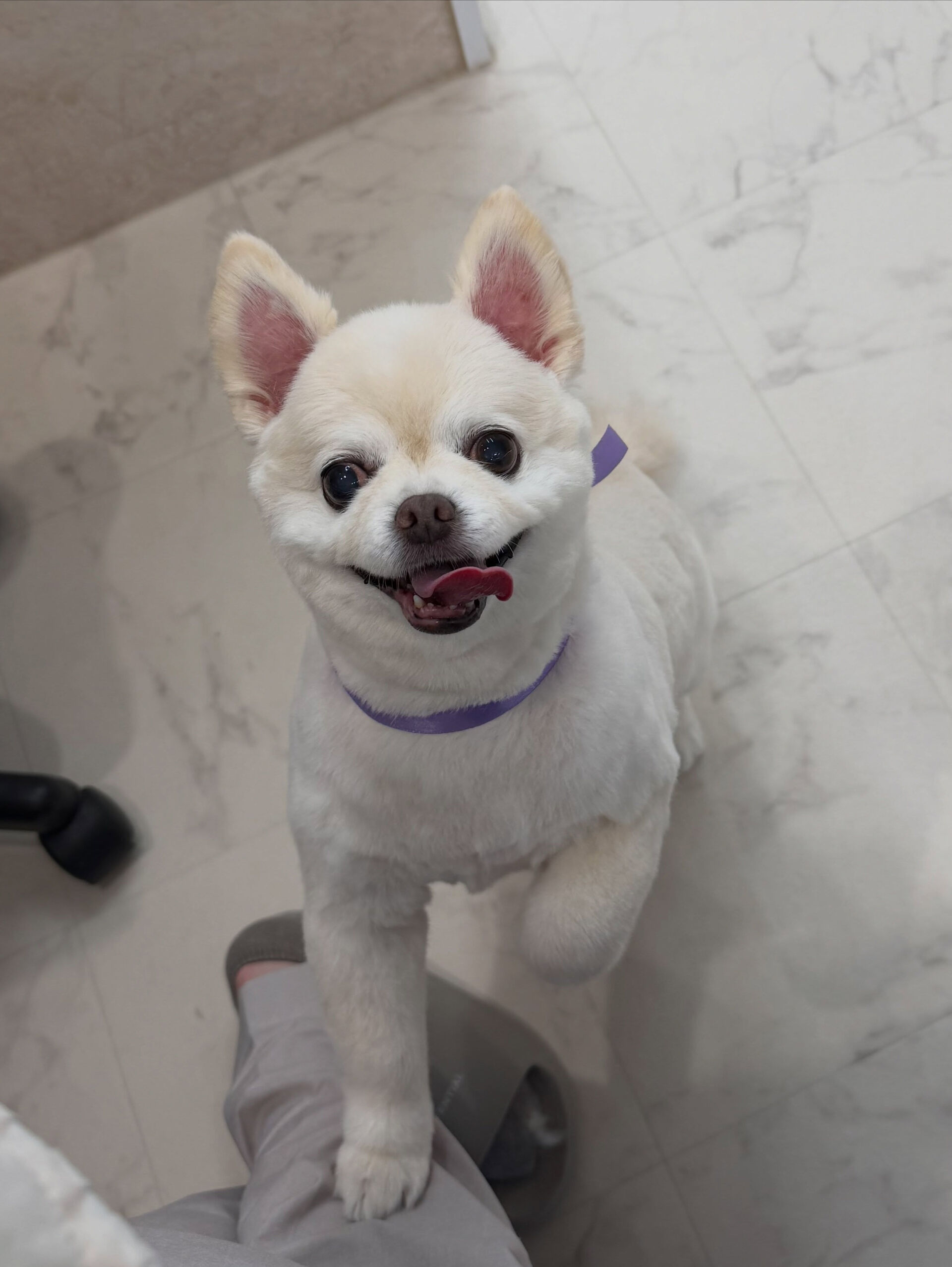 チワワ♡サマーカット
