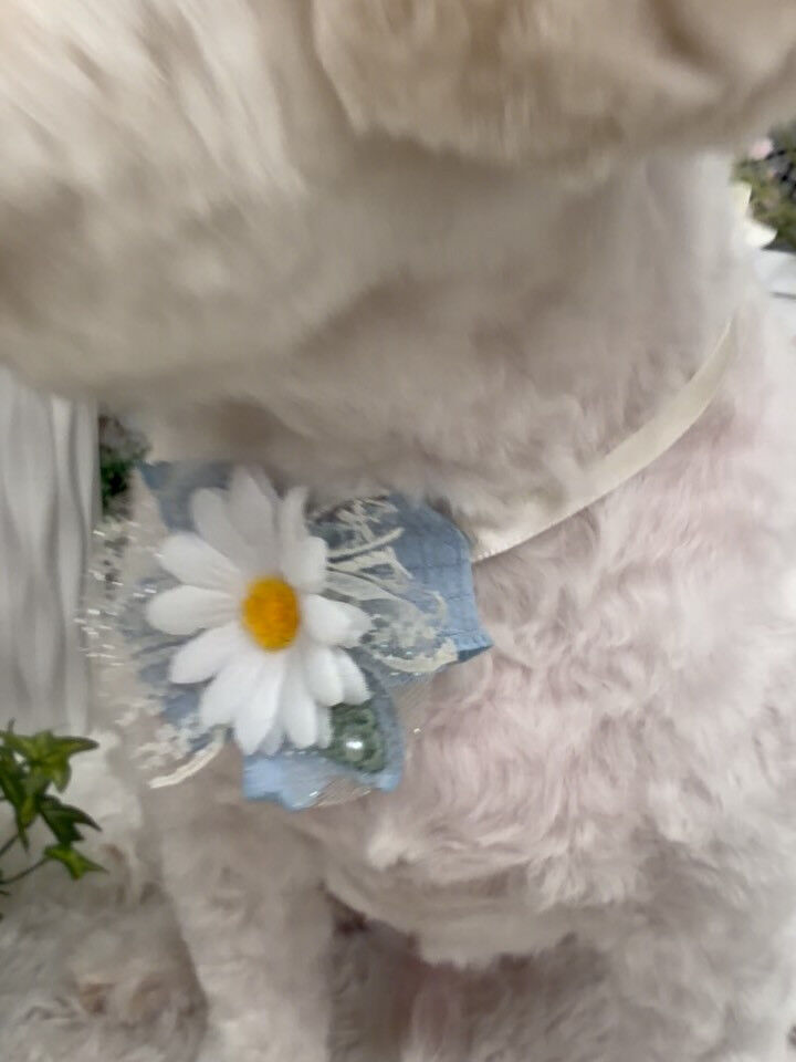 ペキキャバ♡サマーカット