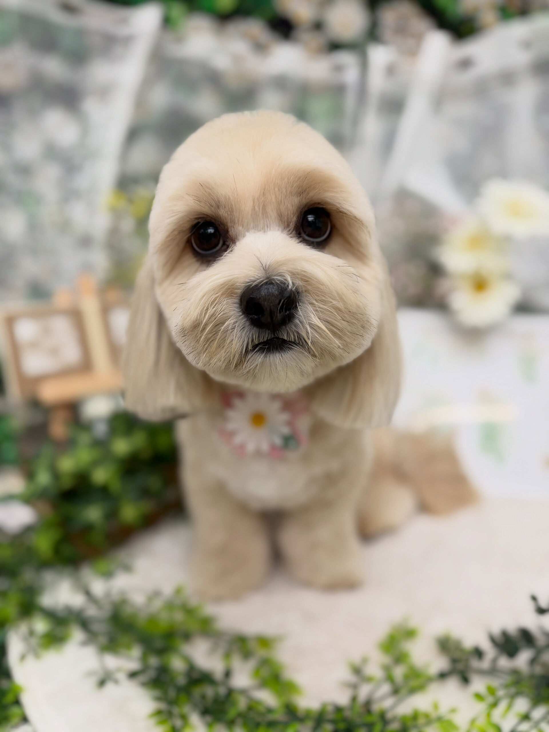 シダックス♡ベアカット