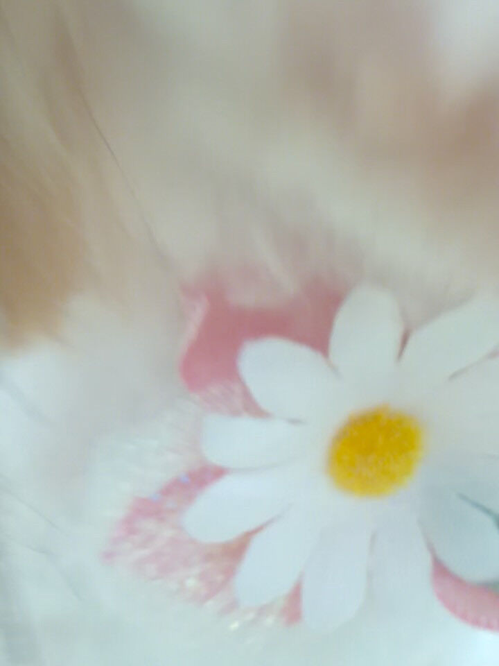 シーズー×チワワ♡サマーカット