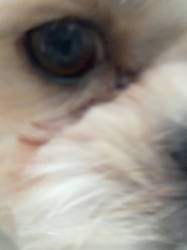 シーズー×チワワ♡