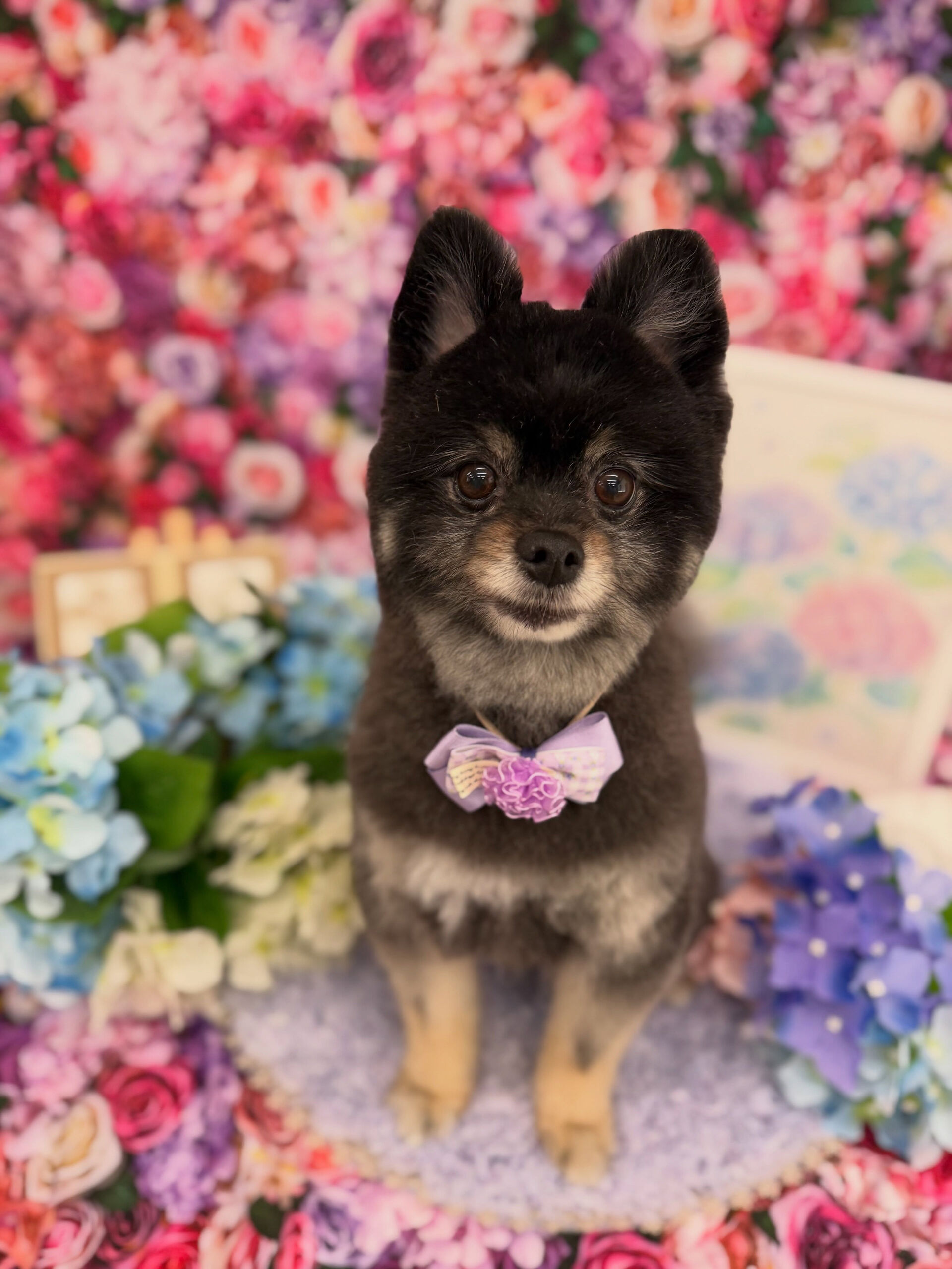 ポメラニアン♡