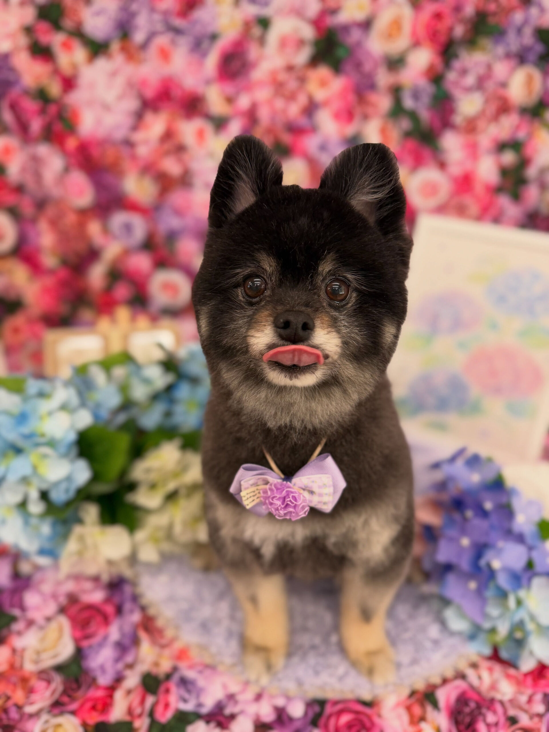 ポメラニアン♡
