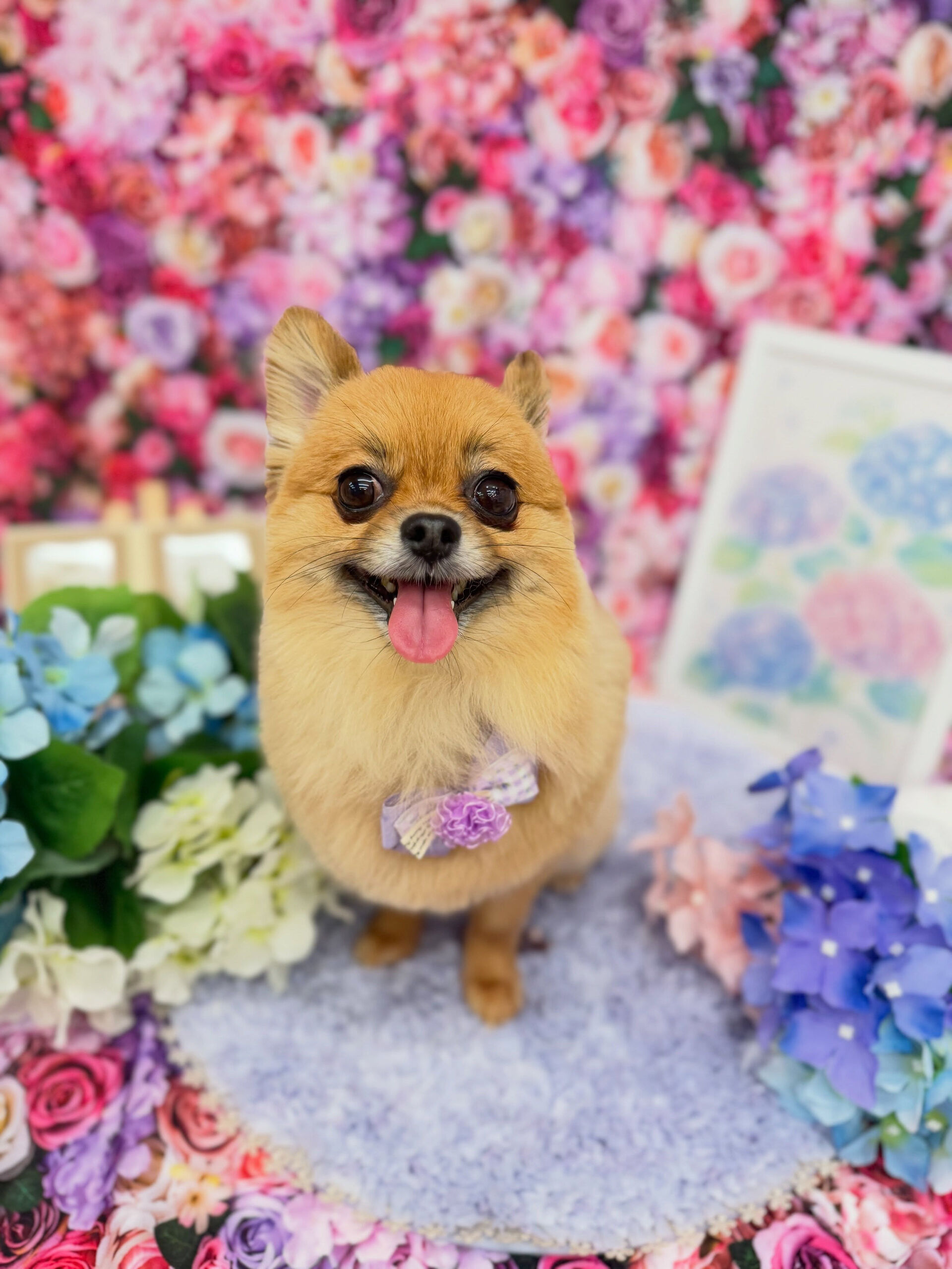 ポメチワ♡