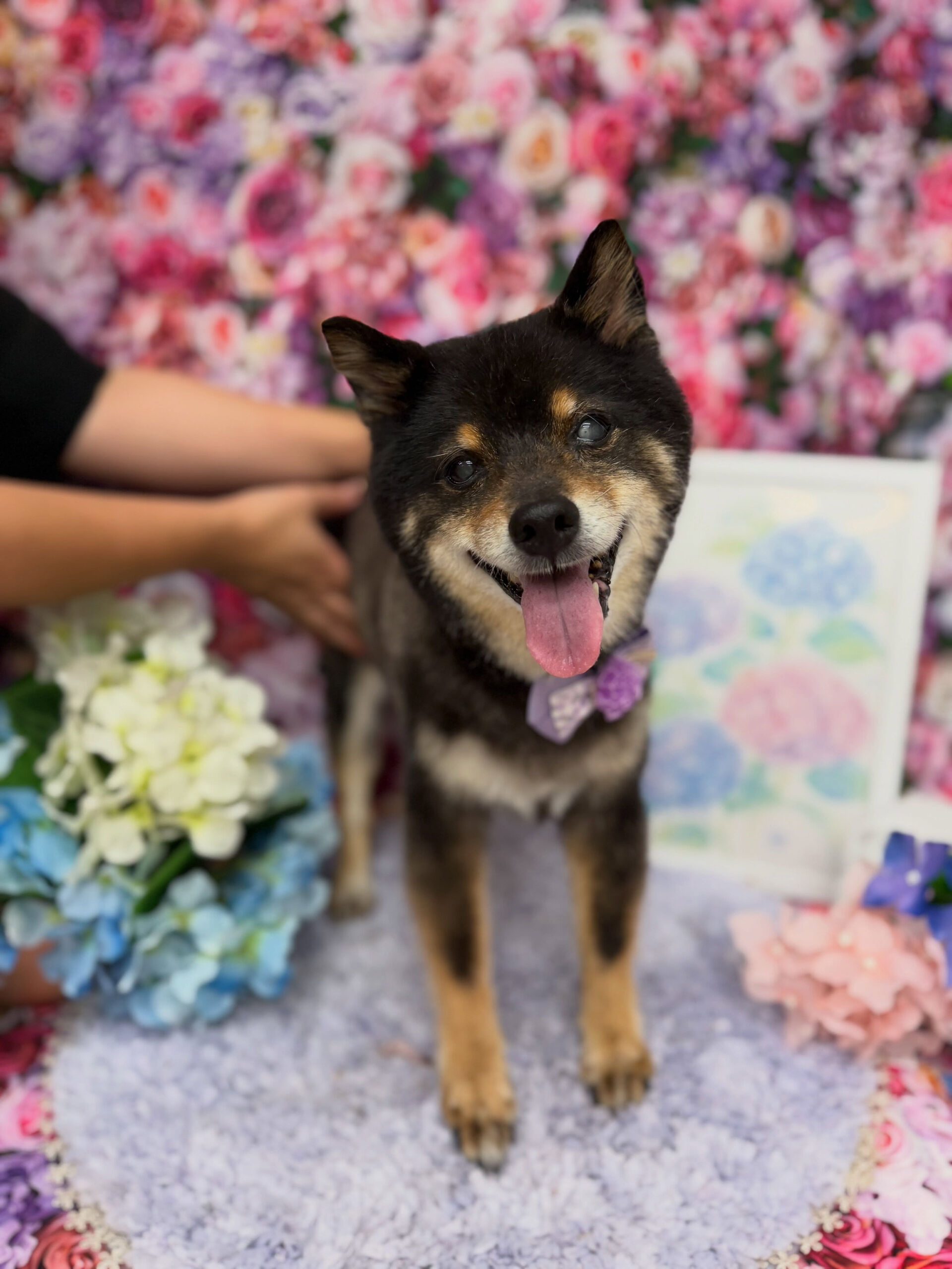 柴犬♡付き添いシャンプー