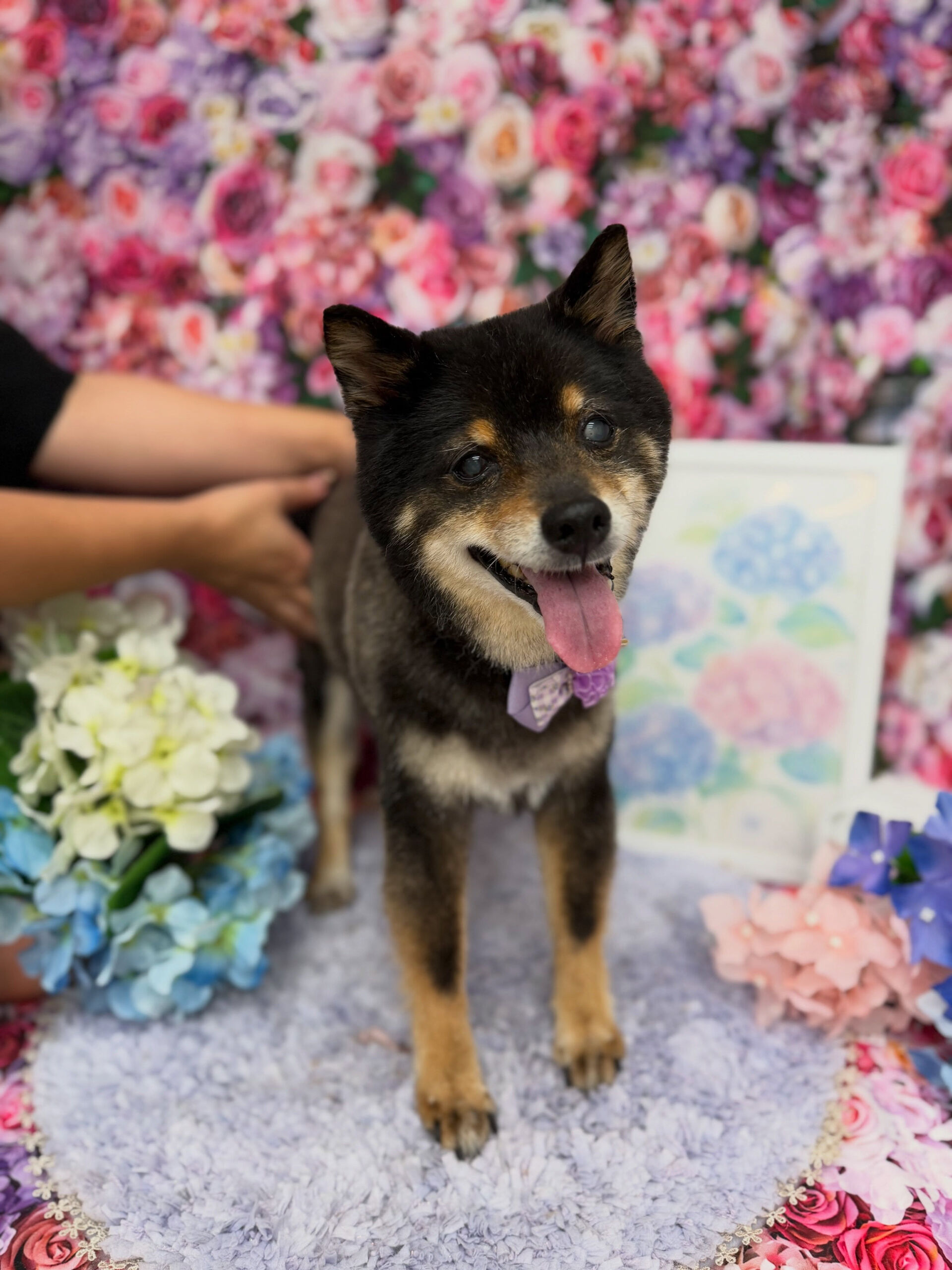柴犬♡付き添いシャンプー