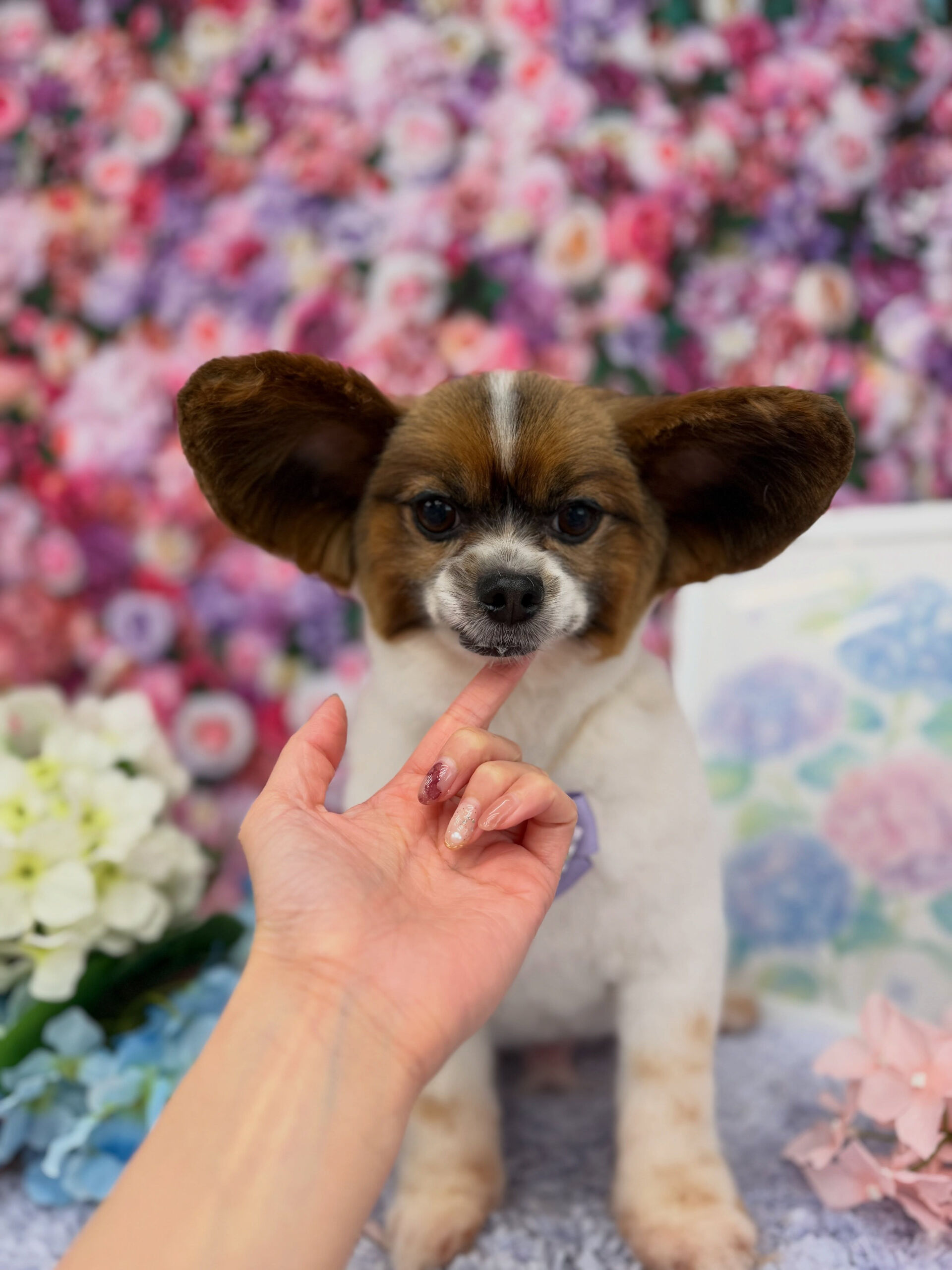 パピヨン♡サマーカット