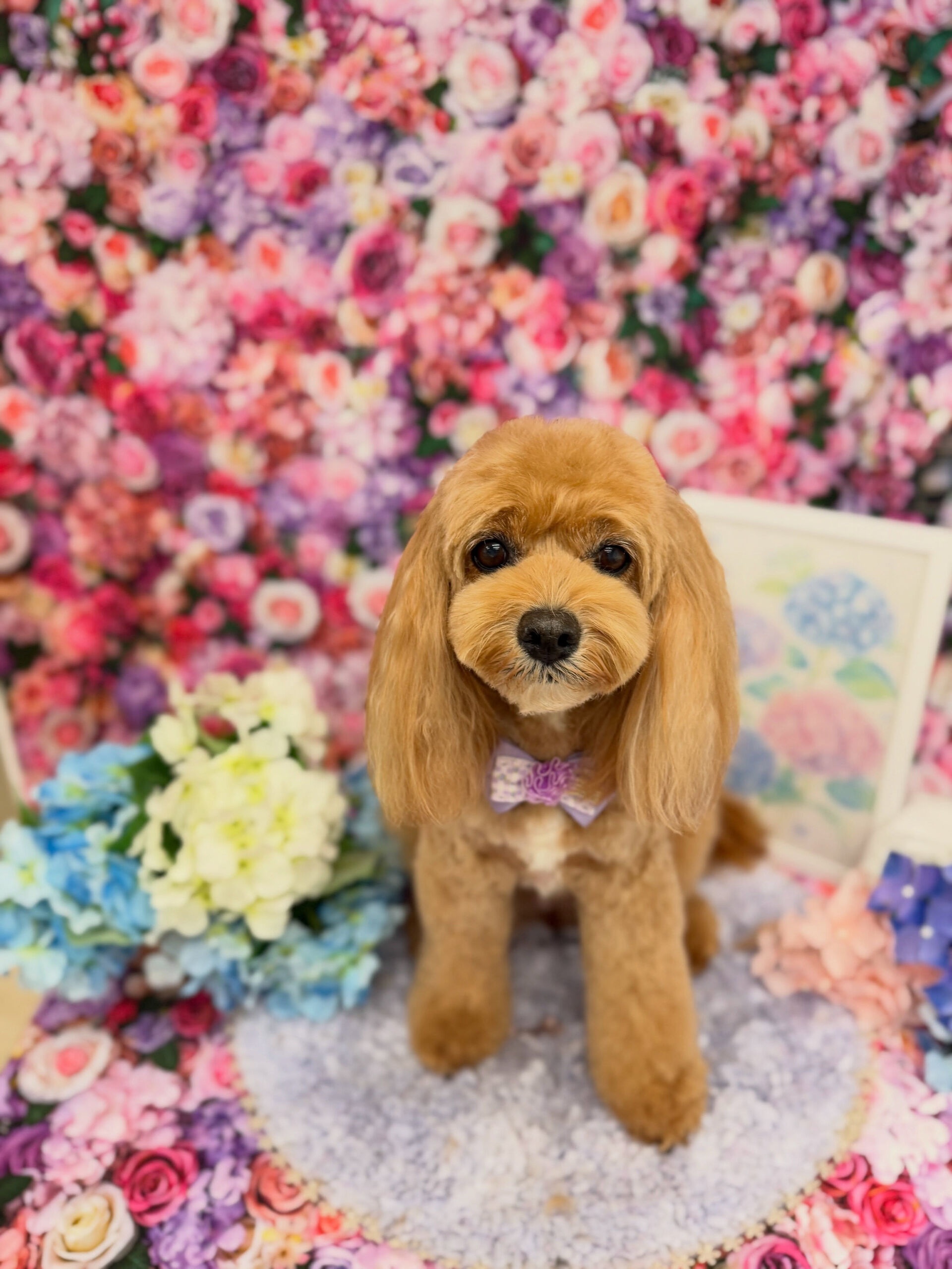 プーリア♡