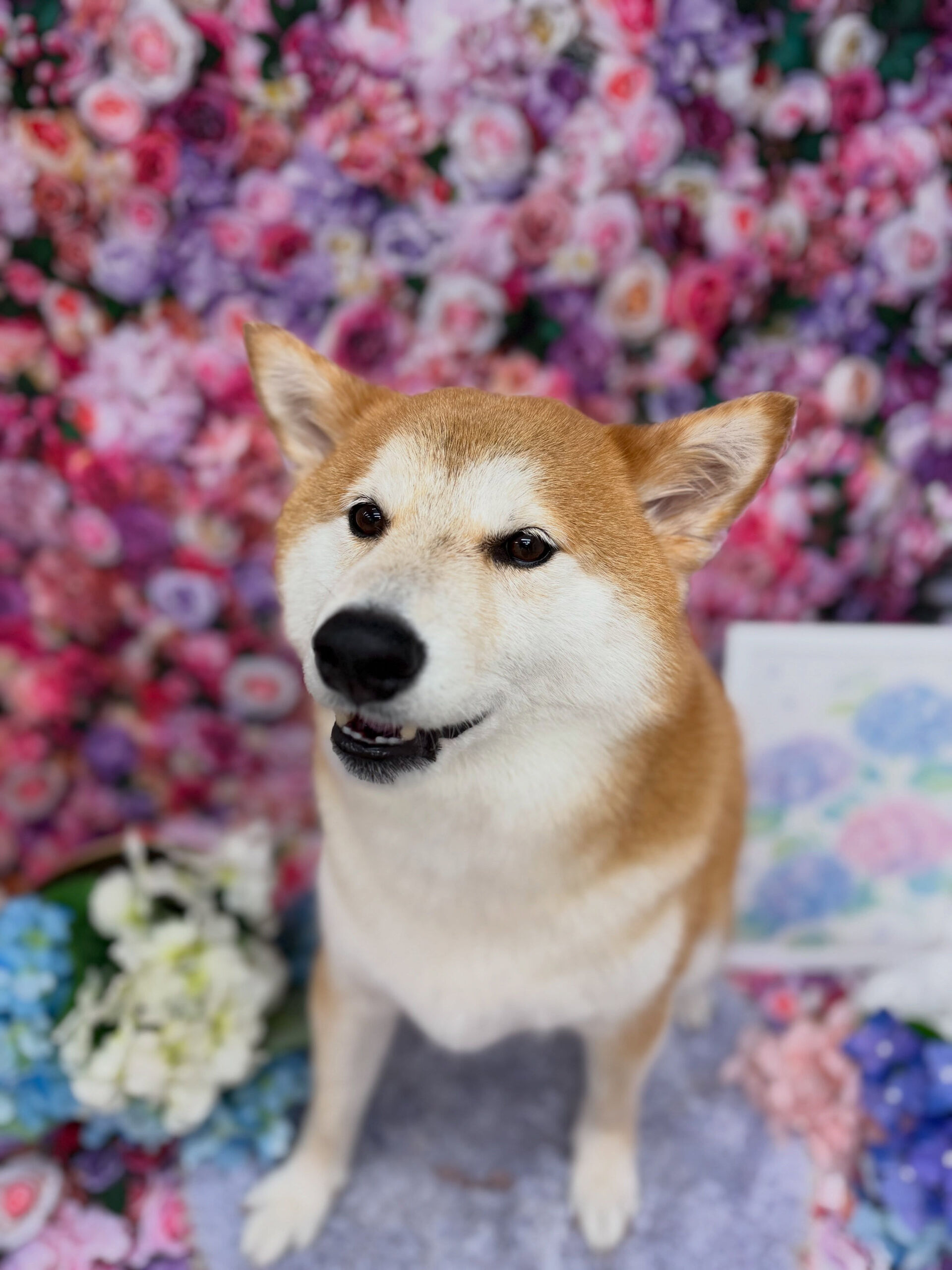 柴犬♡