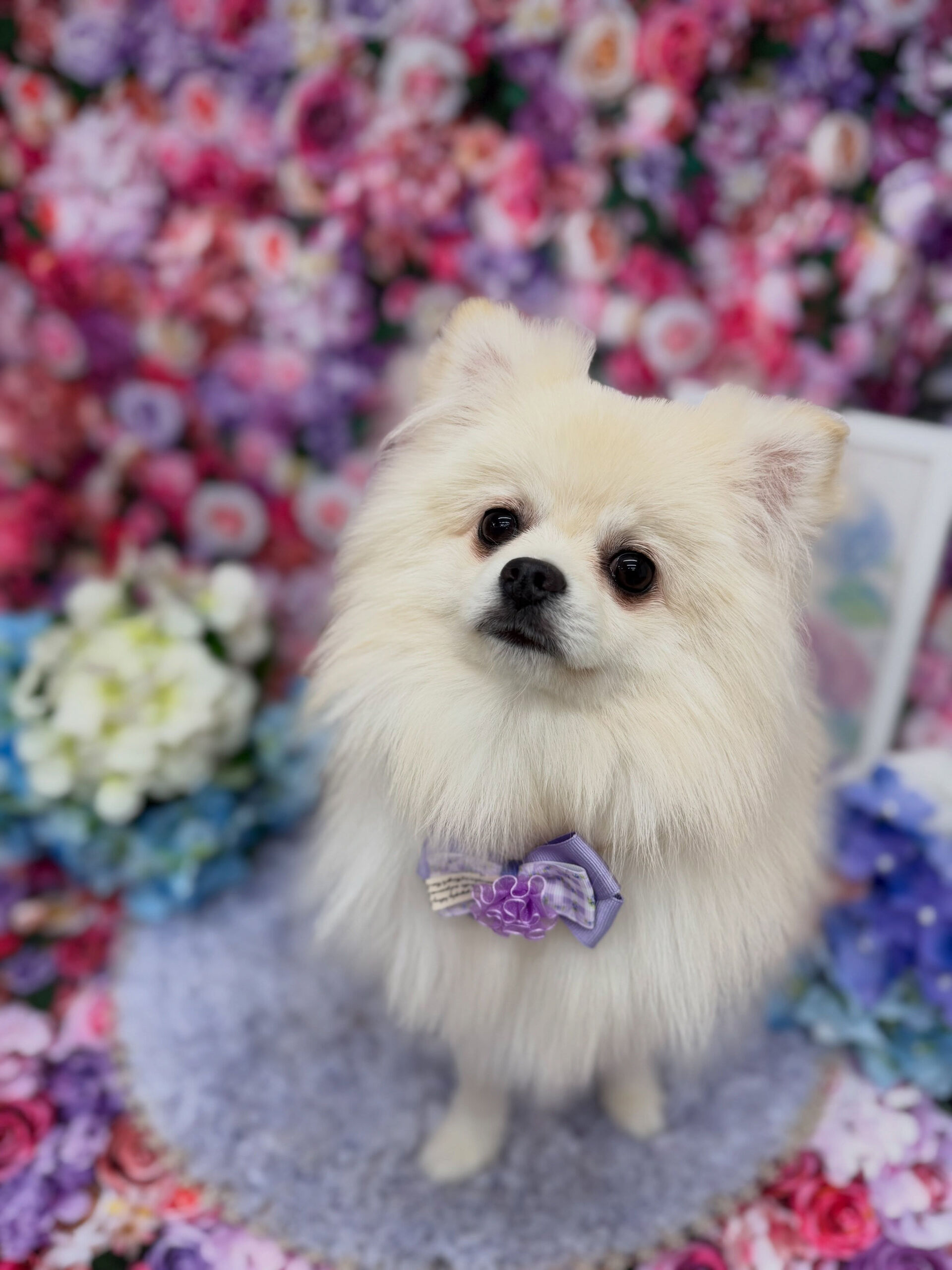 ポメラニアン♡