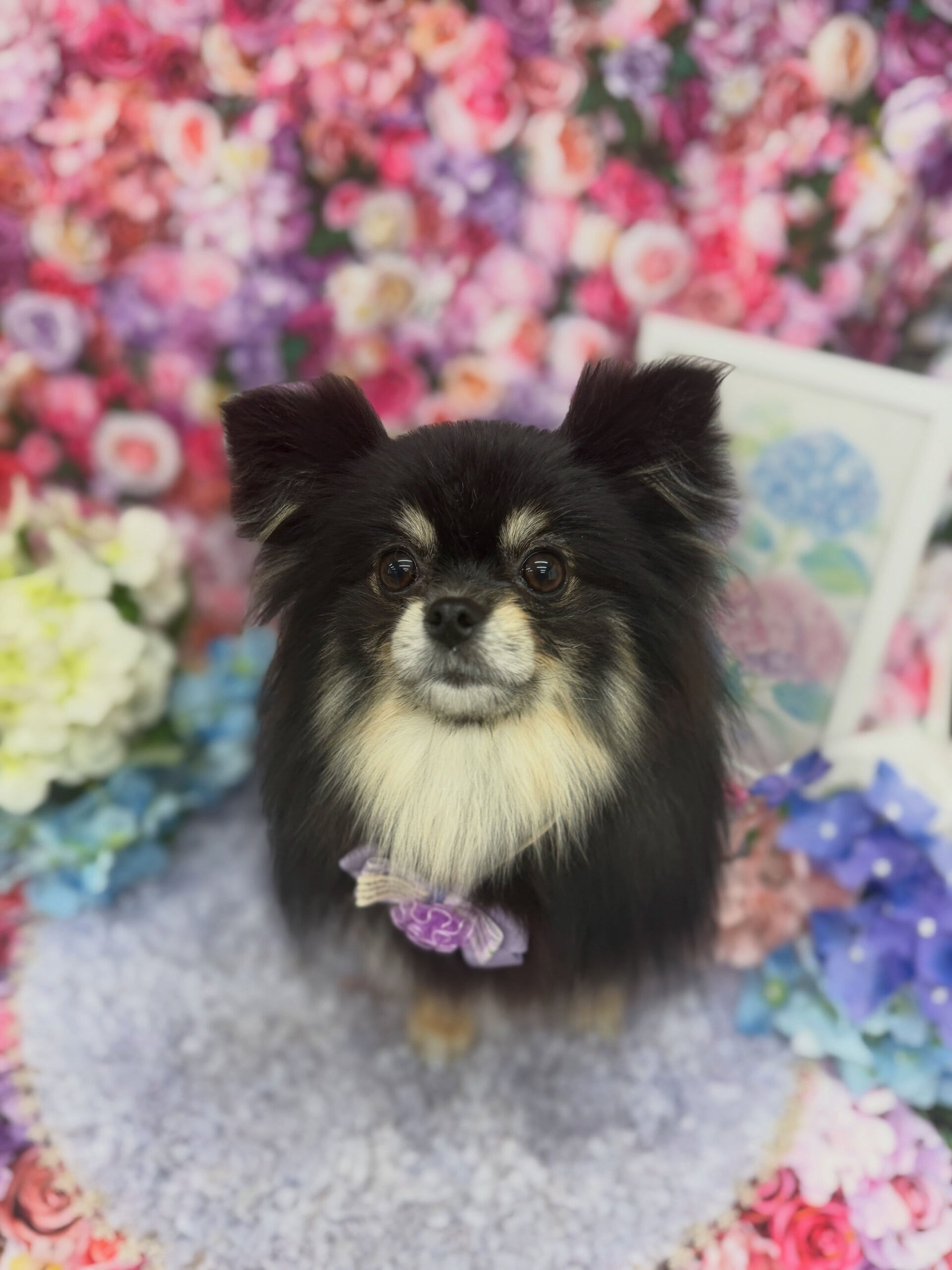ポメラニアン♡