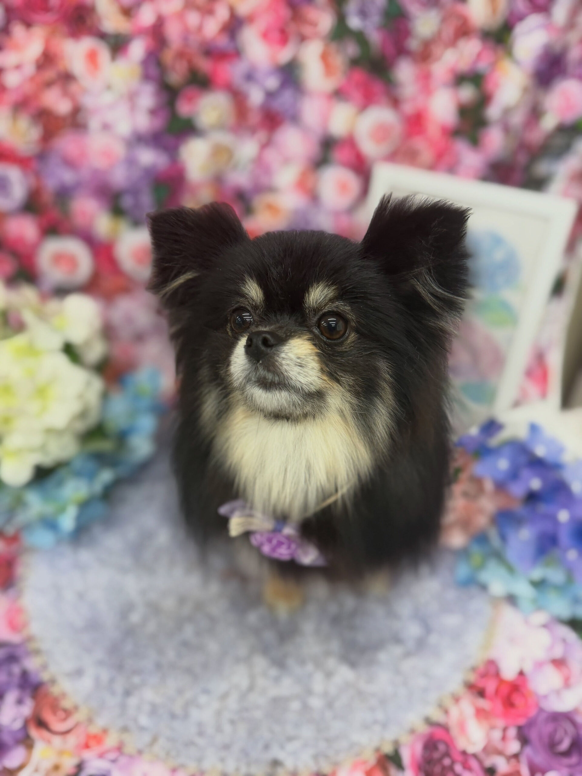 ポメラニアン♡