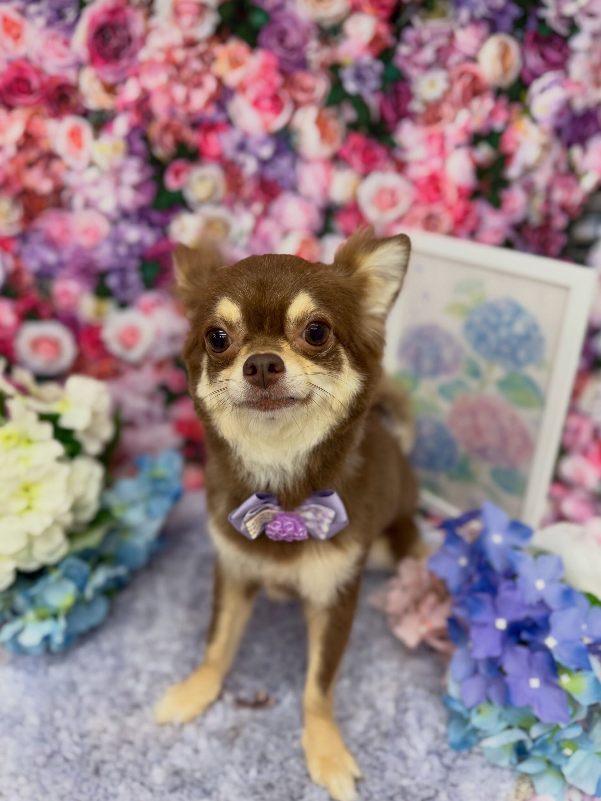 チワワ♡