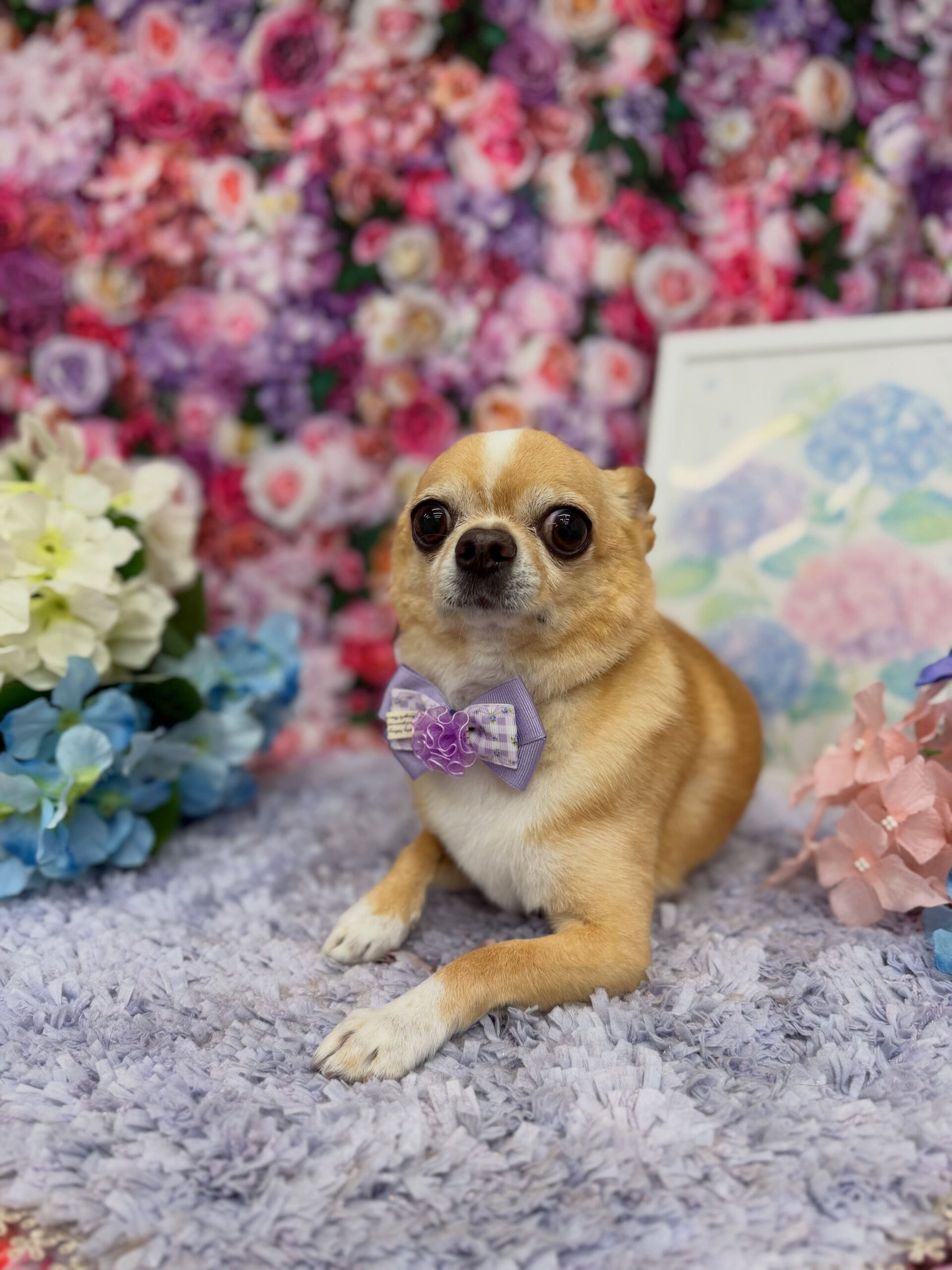 チワワ♡
