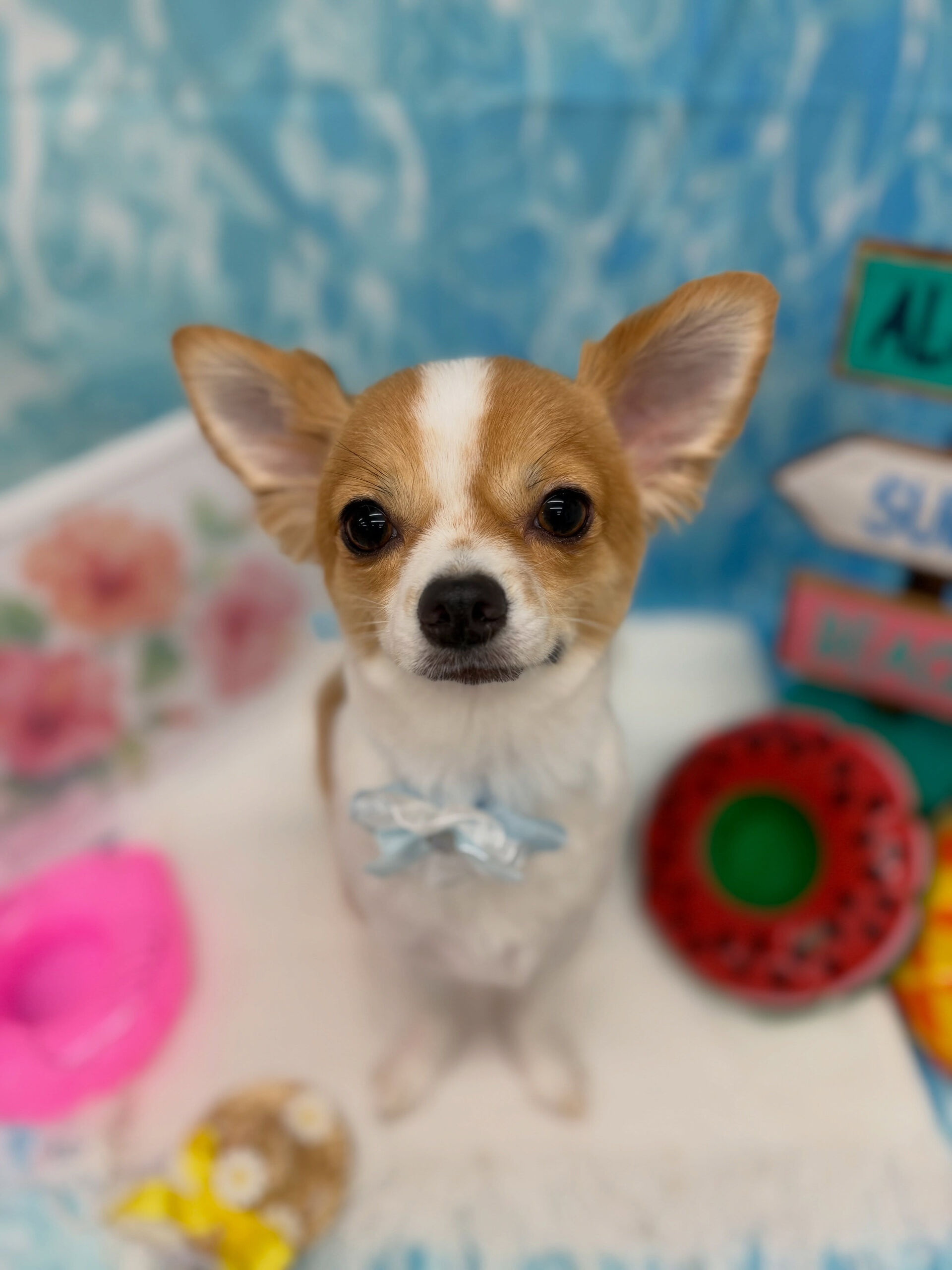 チワワ♡サマーカット