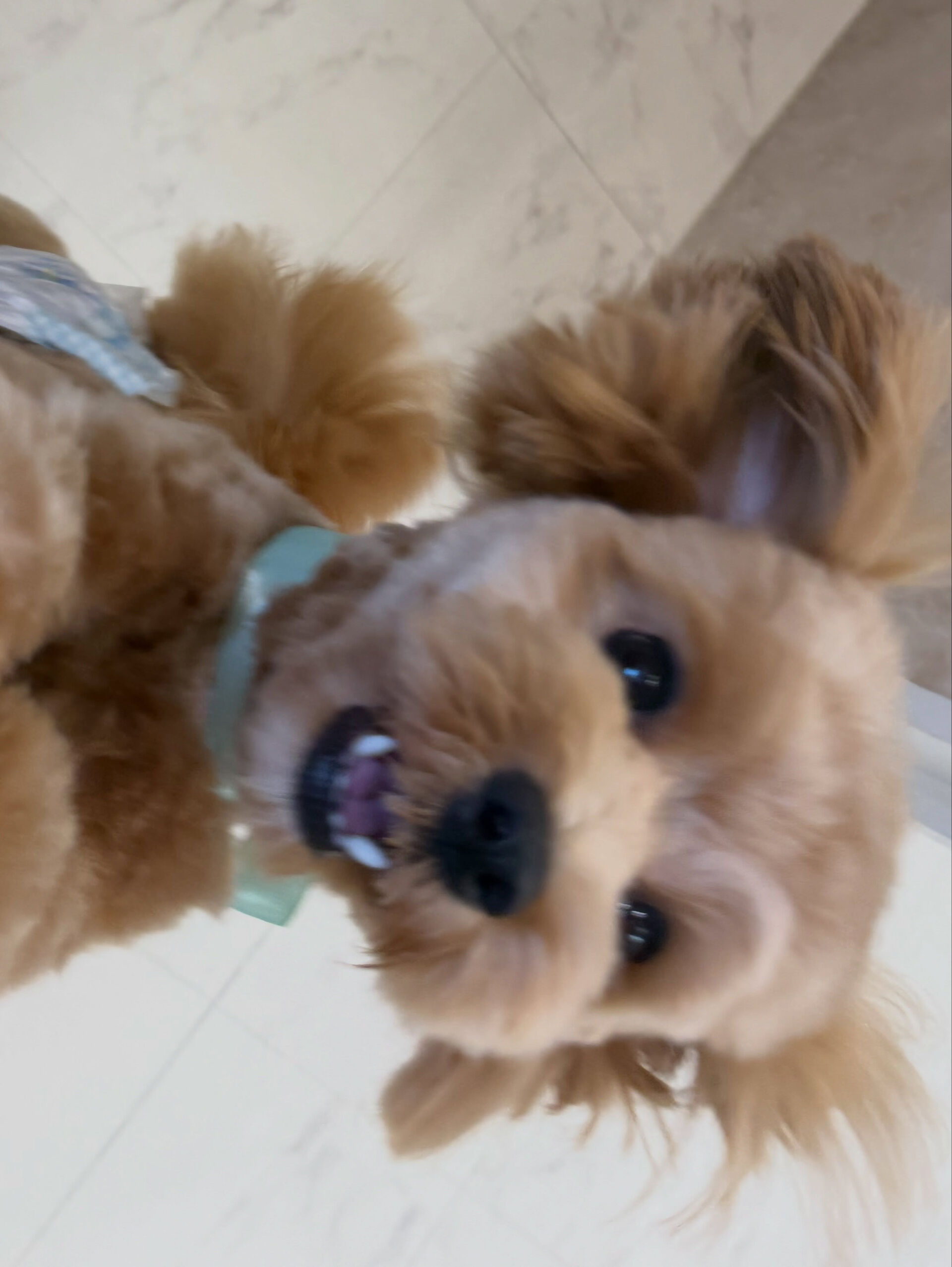 マルプー♡サマーカット