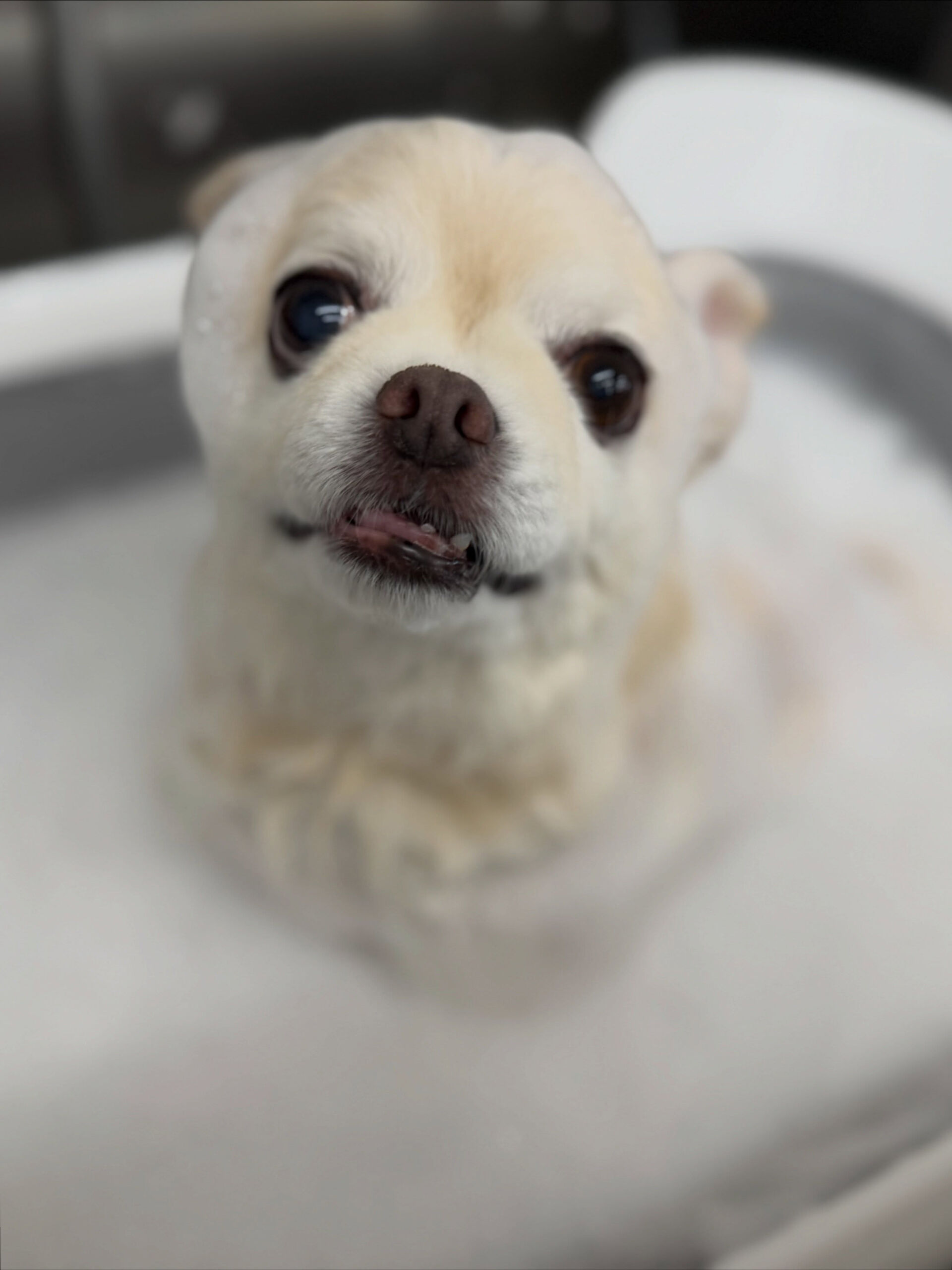 チワワ♡ホイップバス