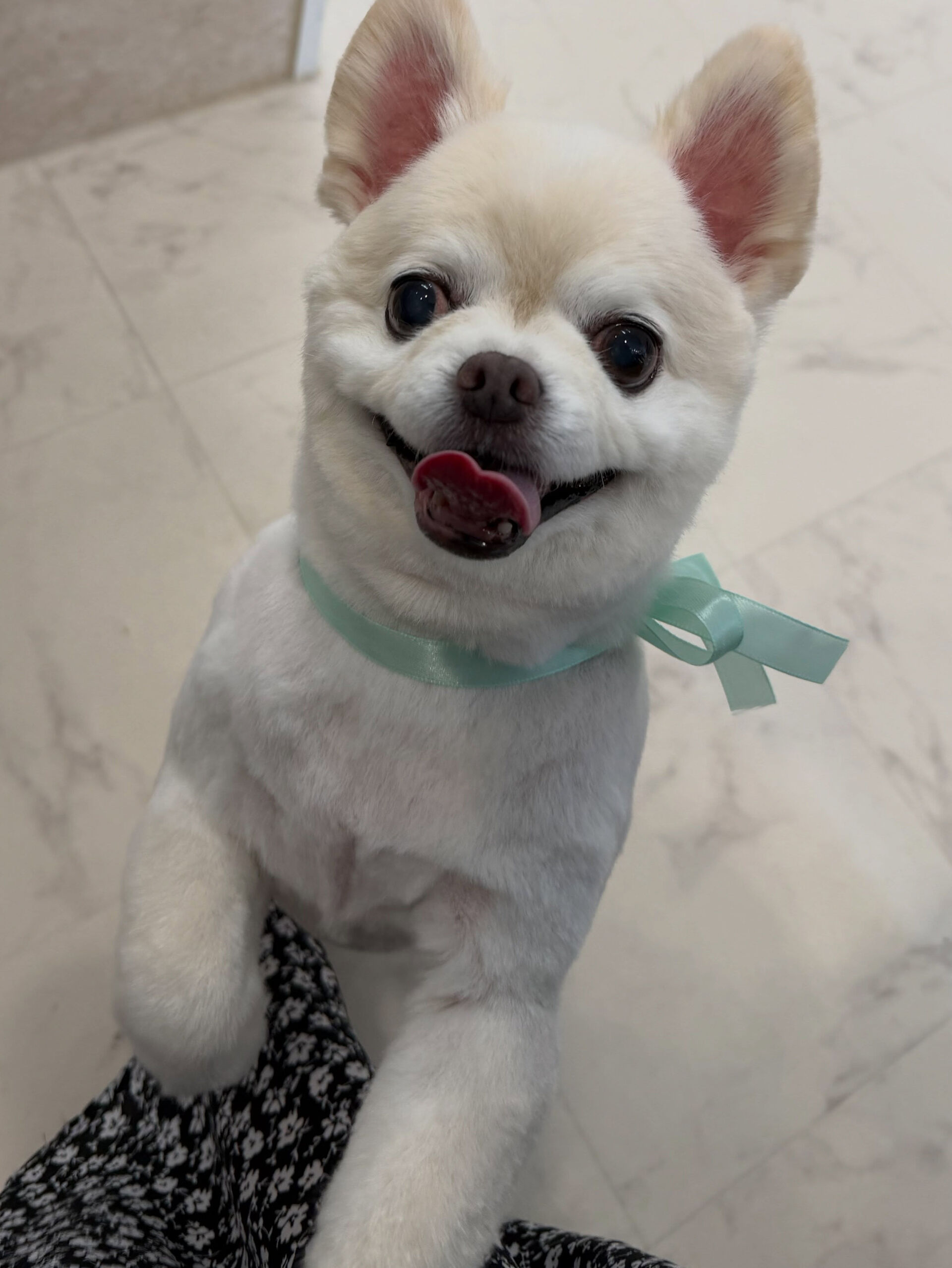 チワワ♡ホイップバス