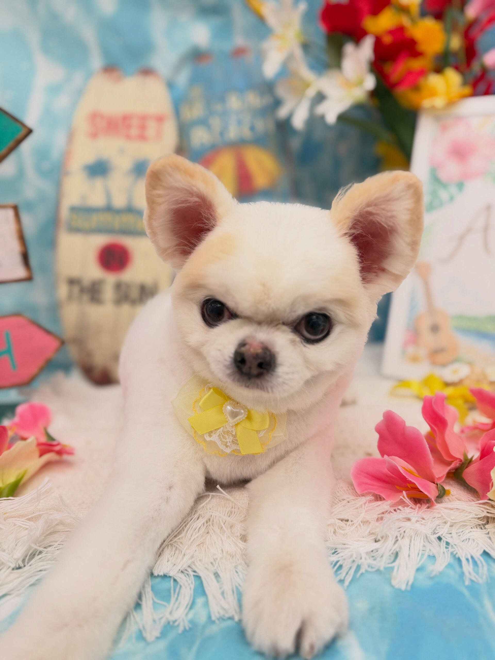 チワワ♡ホイップバス