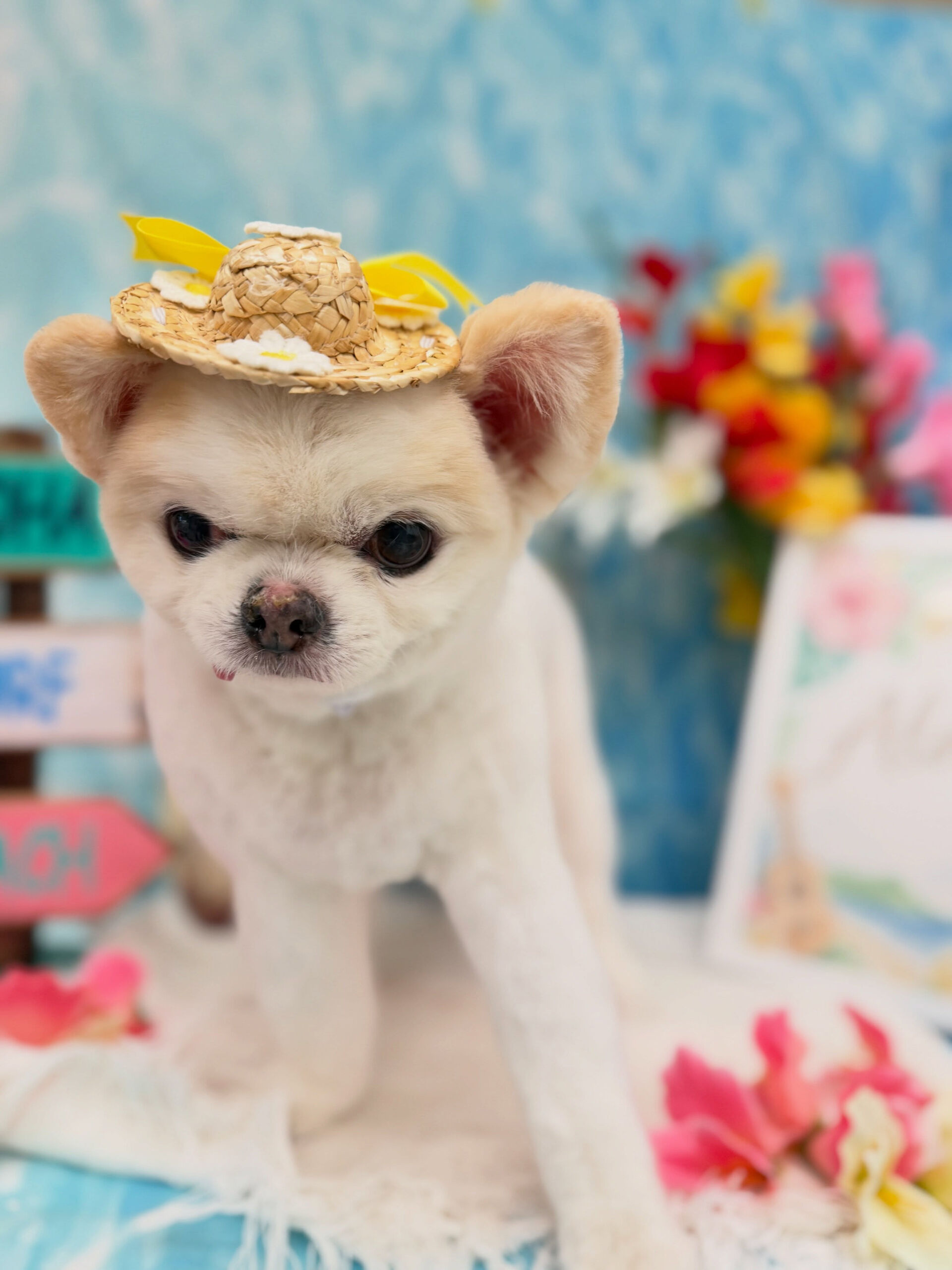チワワ♡ホイップバス