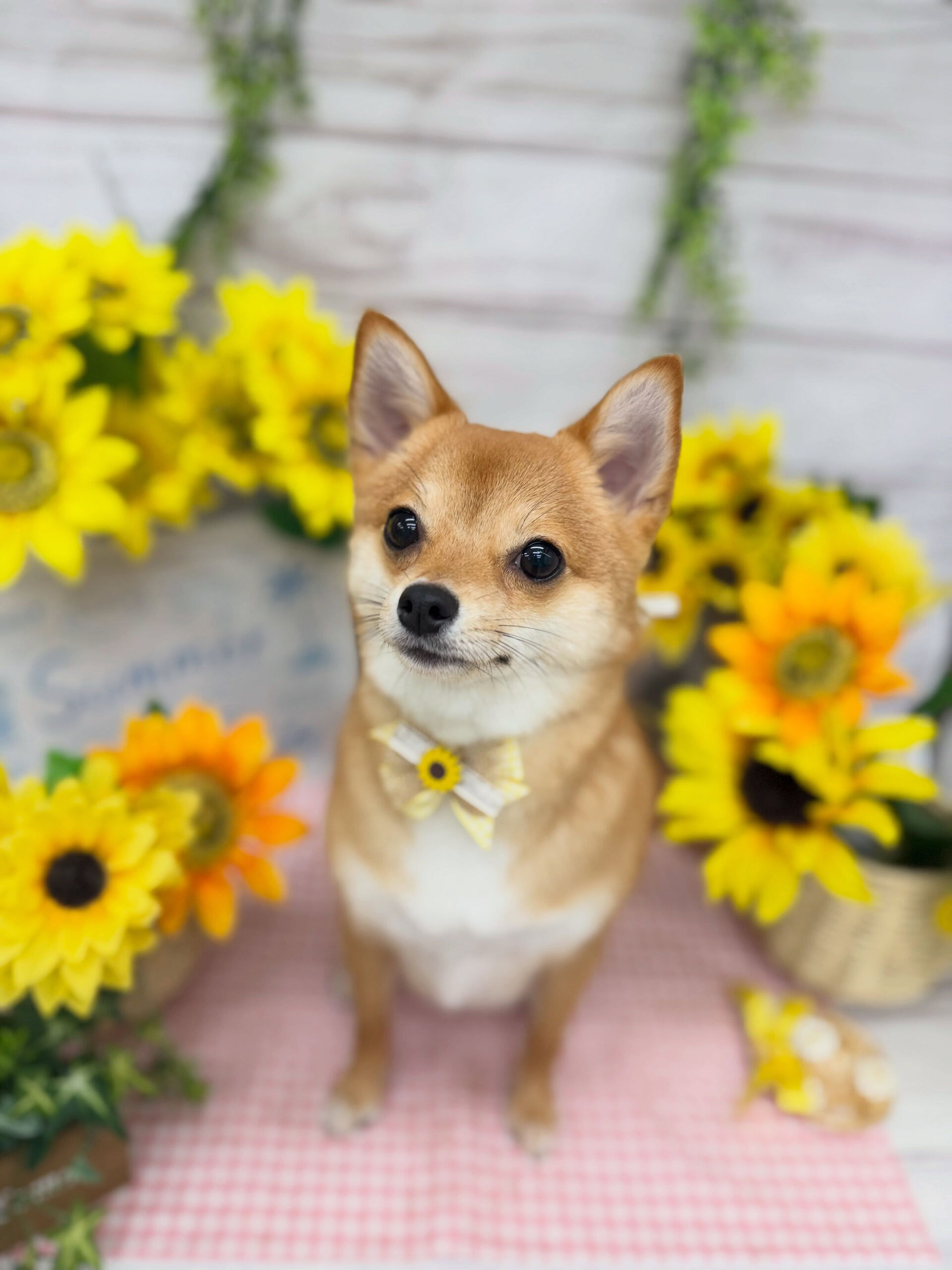 ミックス♡しばちわ