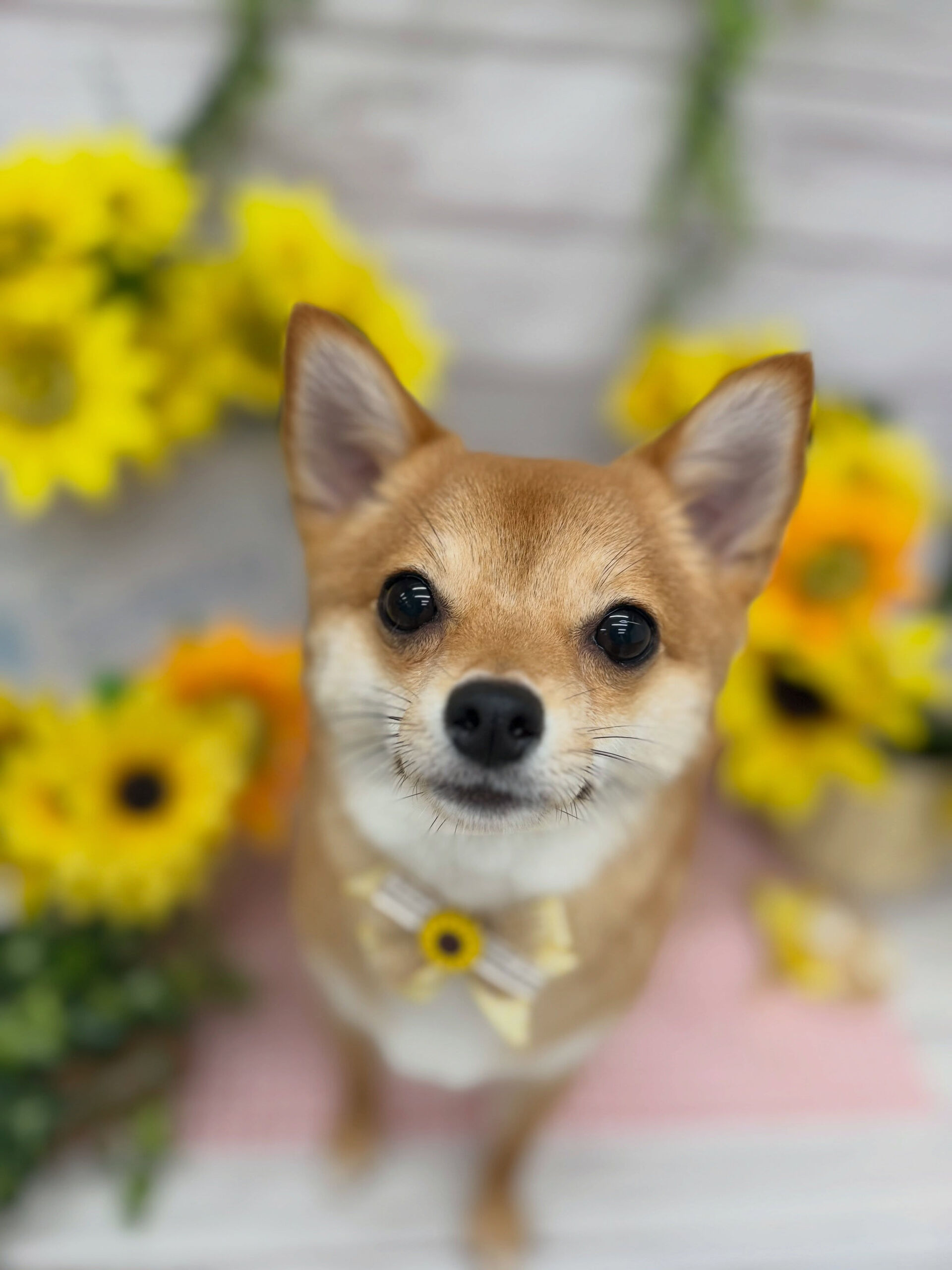 ミックス♡しばちわ