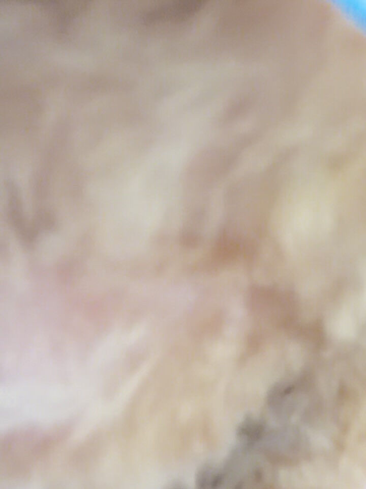 トイプードル♡ベアカット