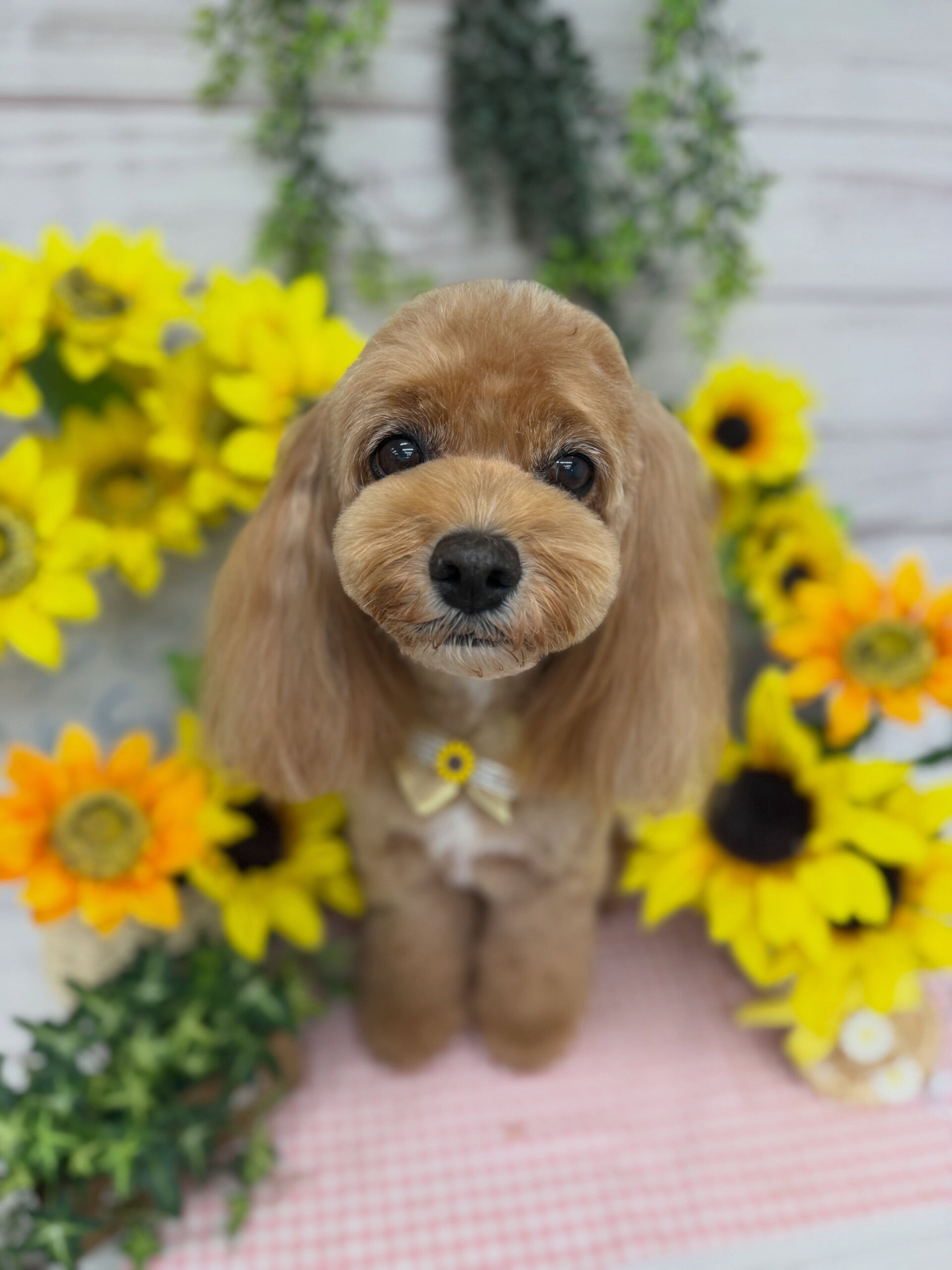 キャバプー♡