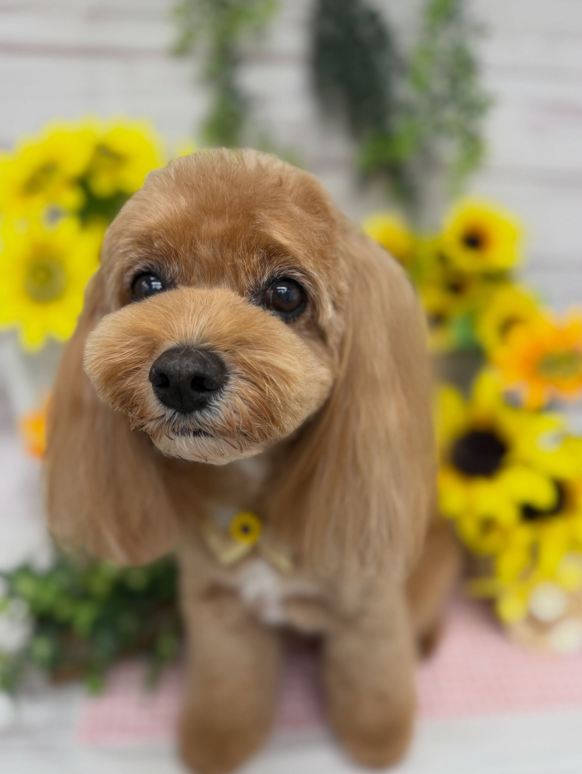 キャバプー♡