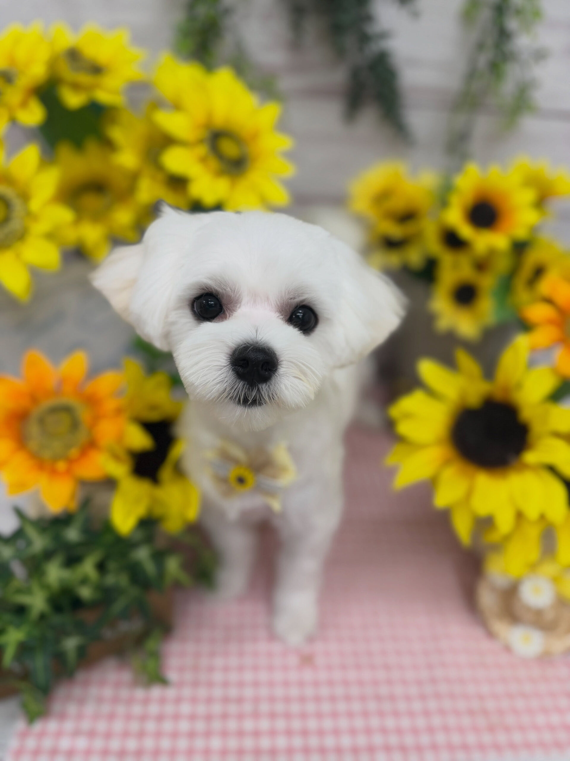 マルチーズ♡パピートリミング