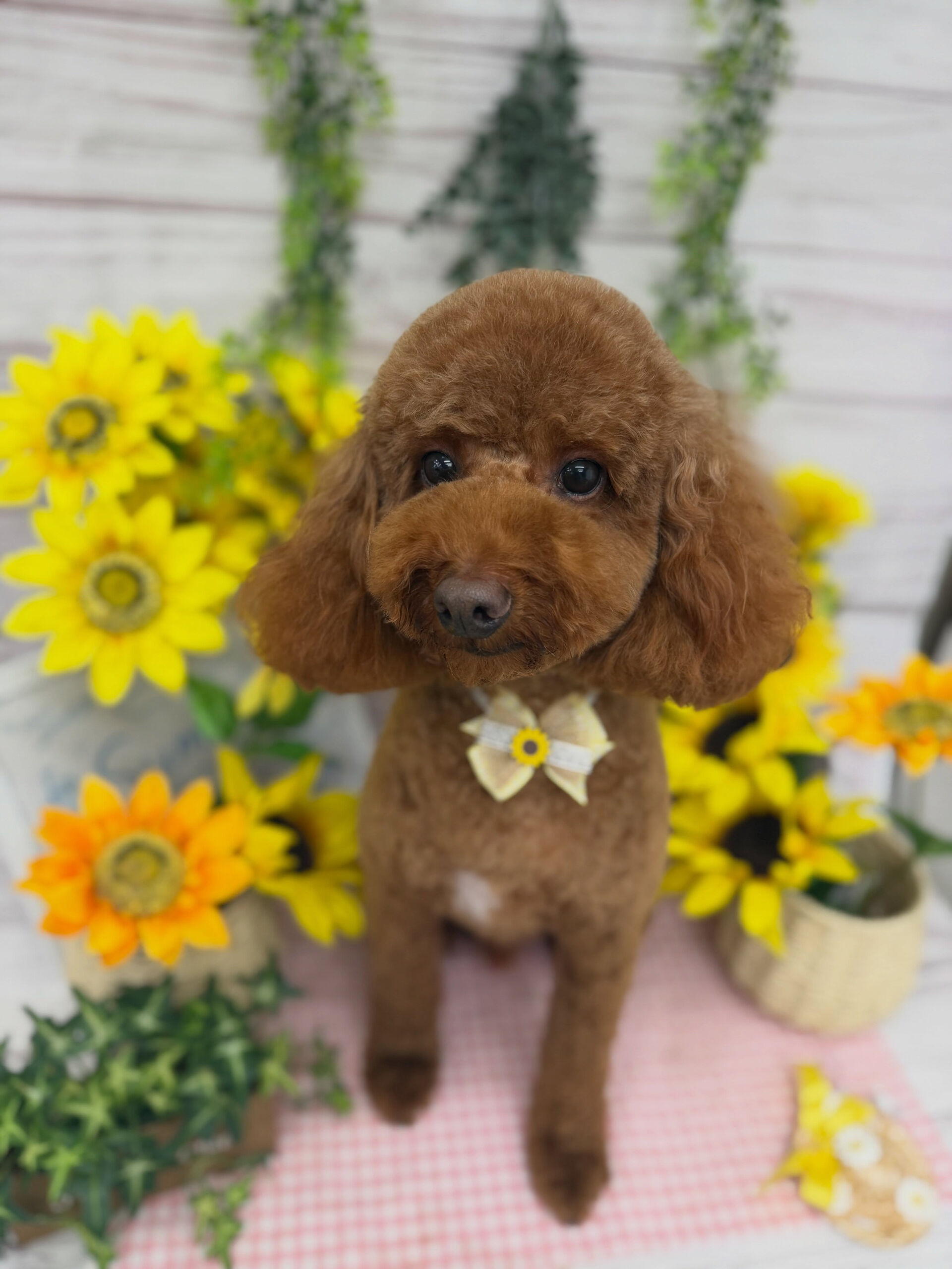 トイプードル♡