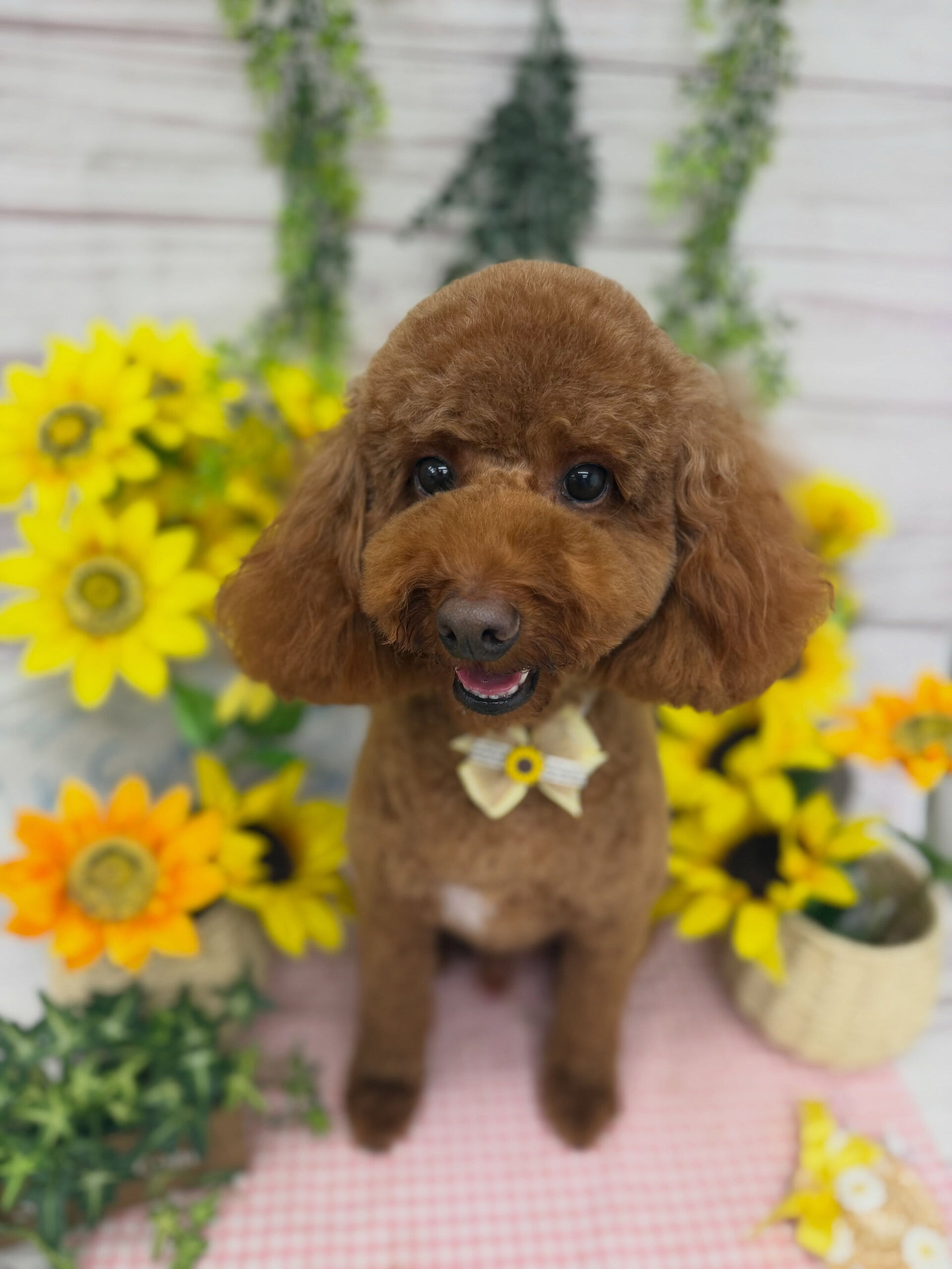 トイプードル♡