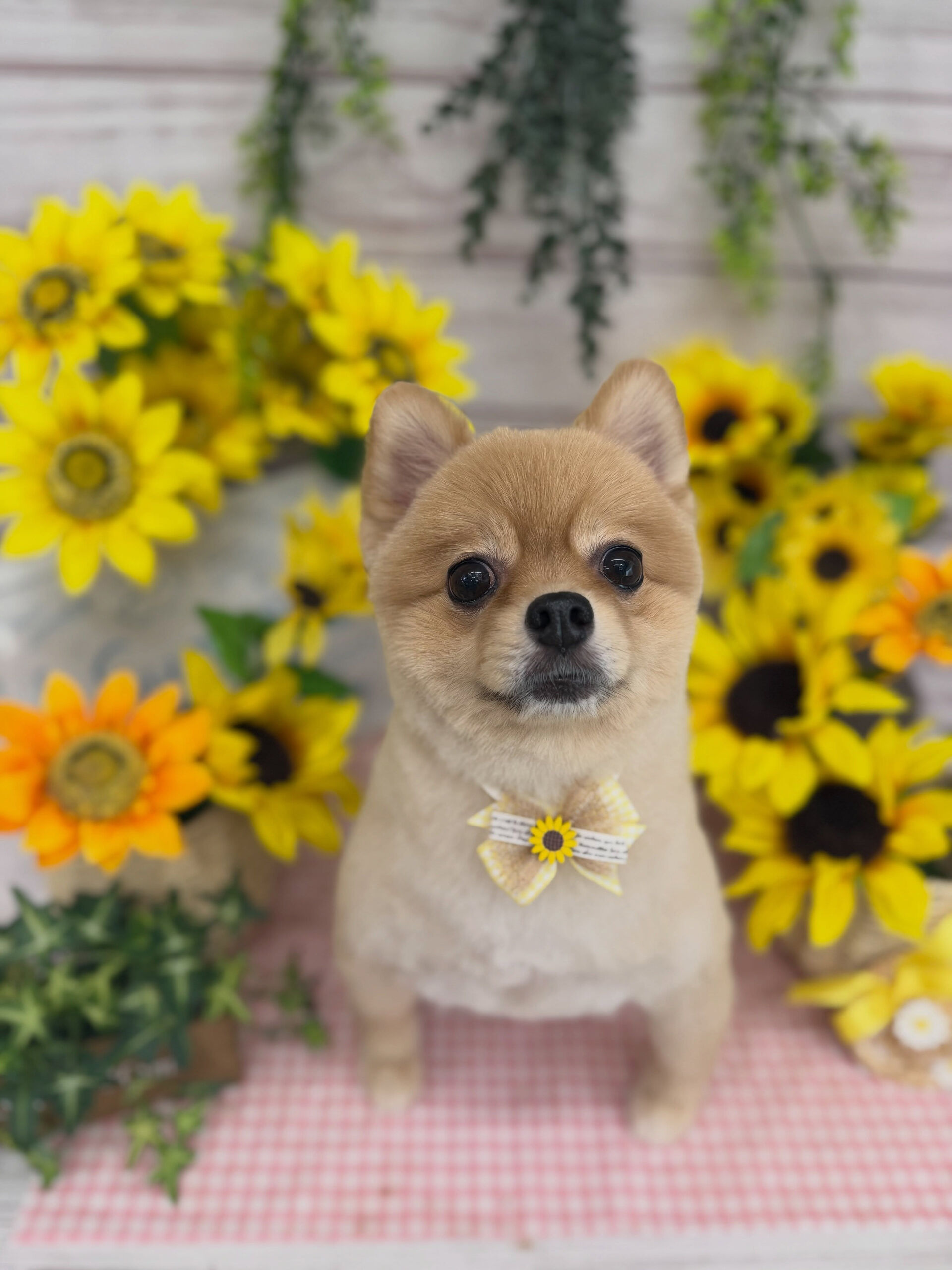 ポメラニアン♡柴犬カット