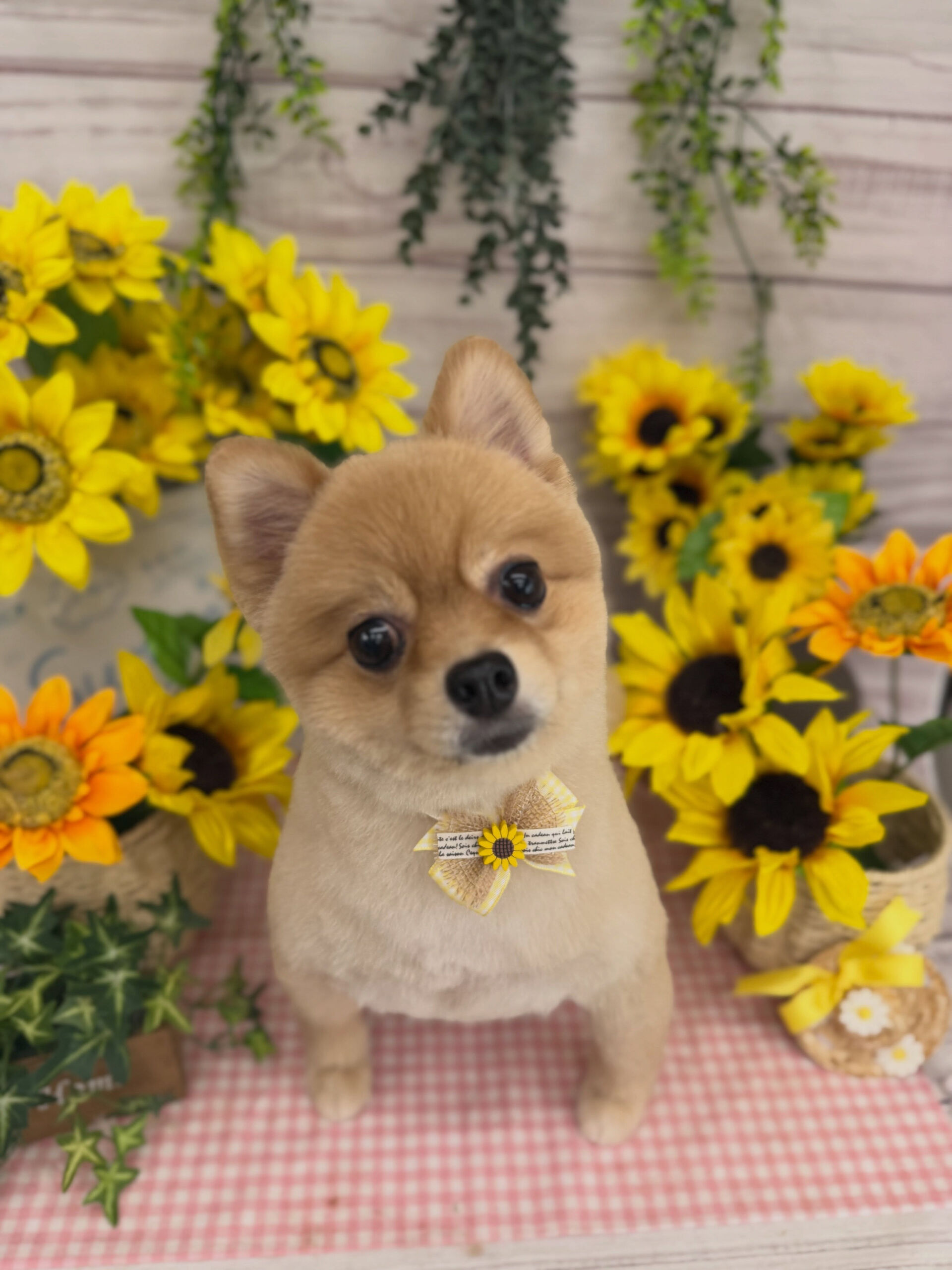 ポメラニアン♡柴犬カット