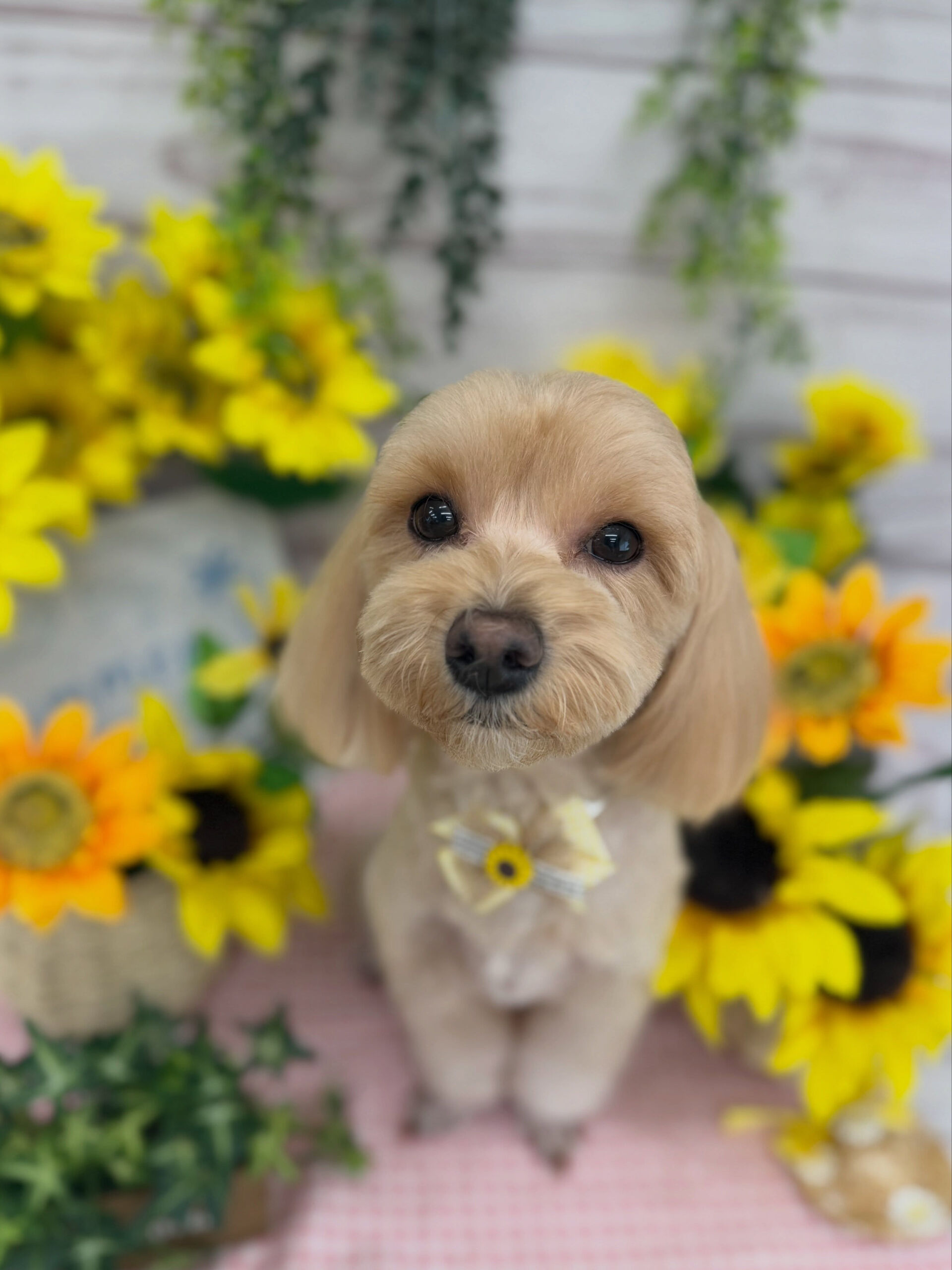 マルプー♡