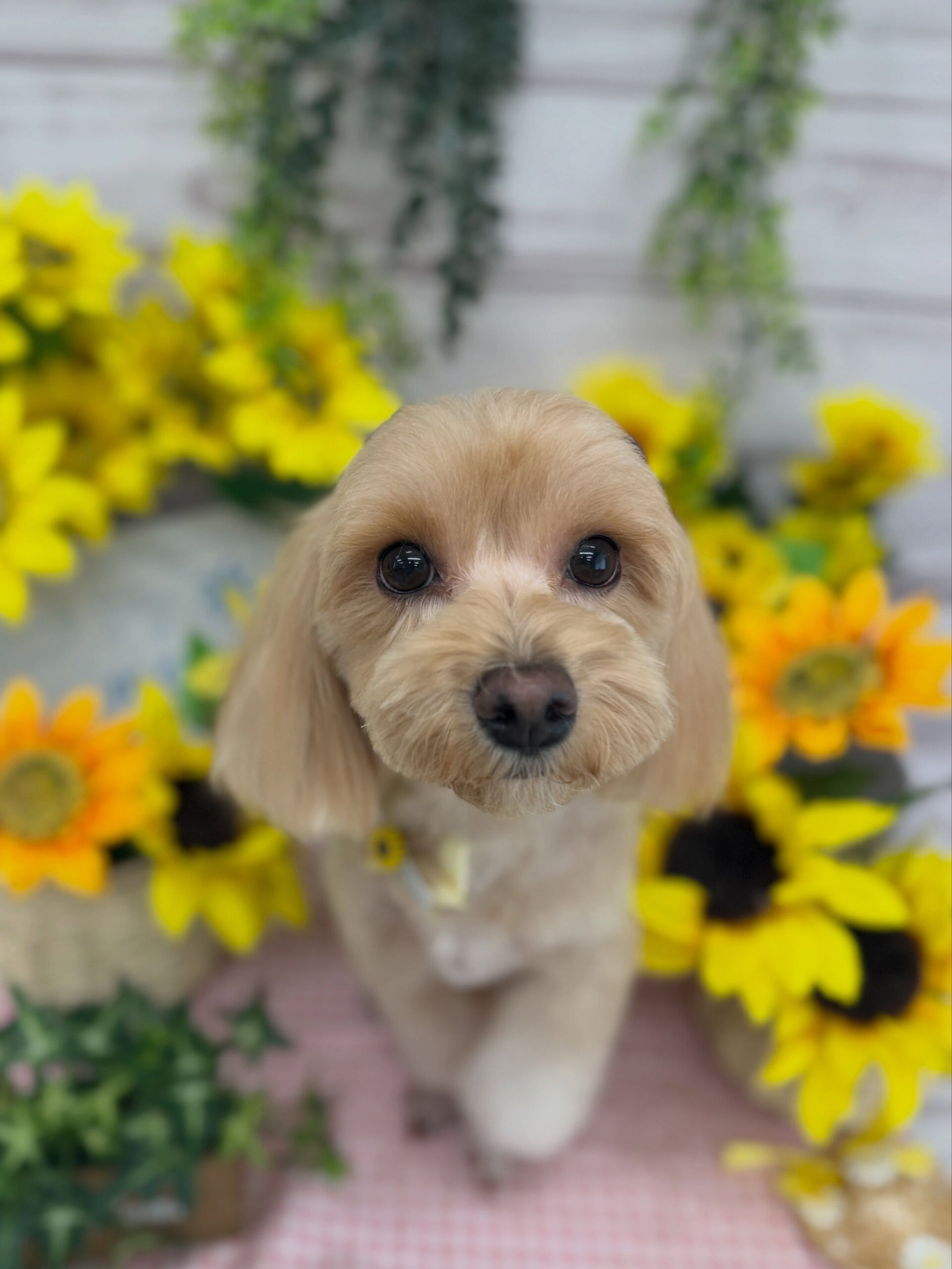マルプー♡