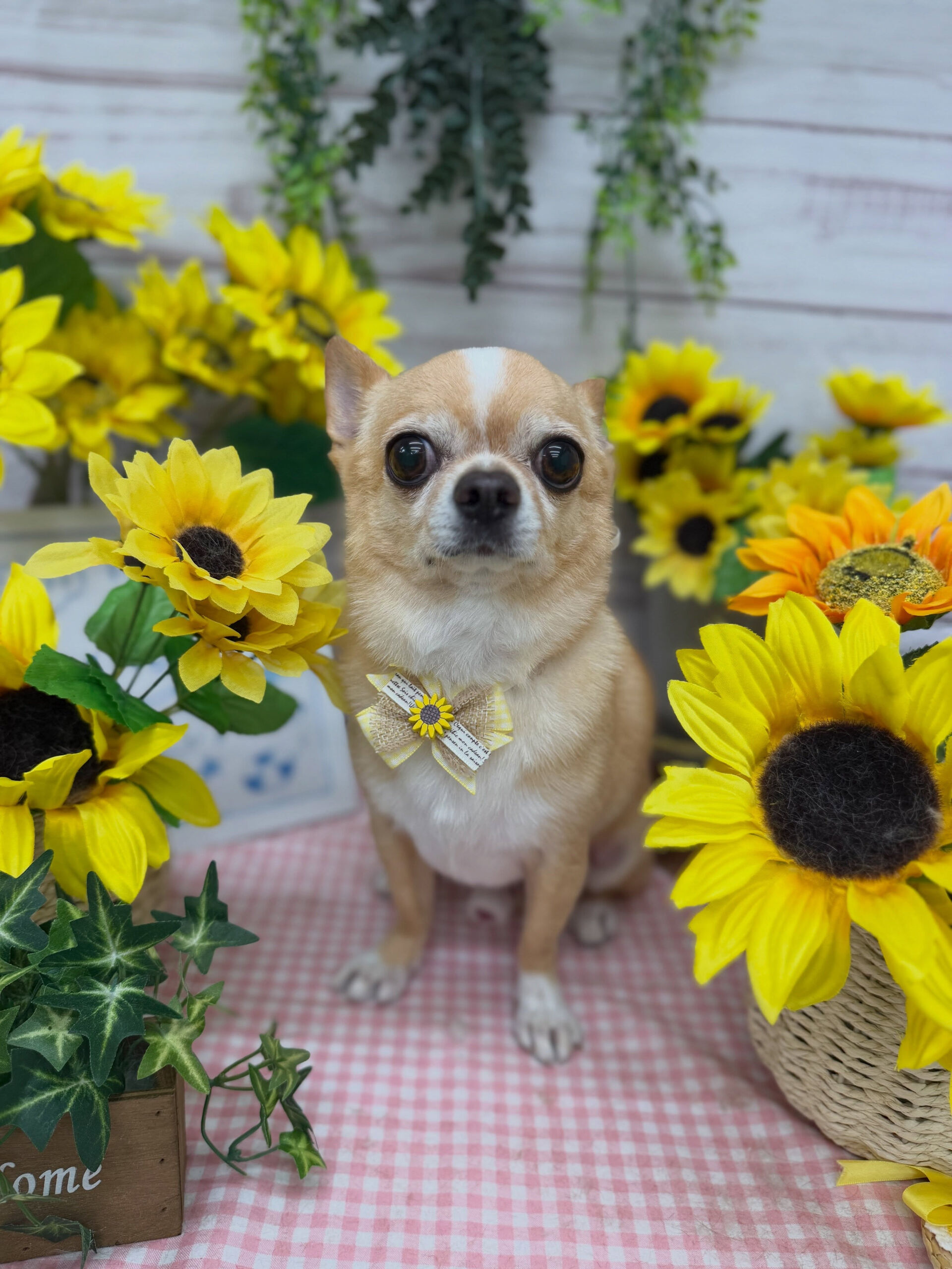 スムースチワワ♡
